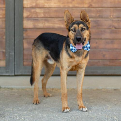 Elvis, a Adoptable German Shepherd Dog in Bakersfield, CA image 5/5