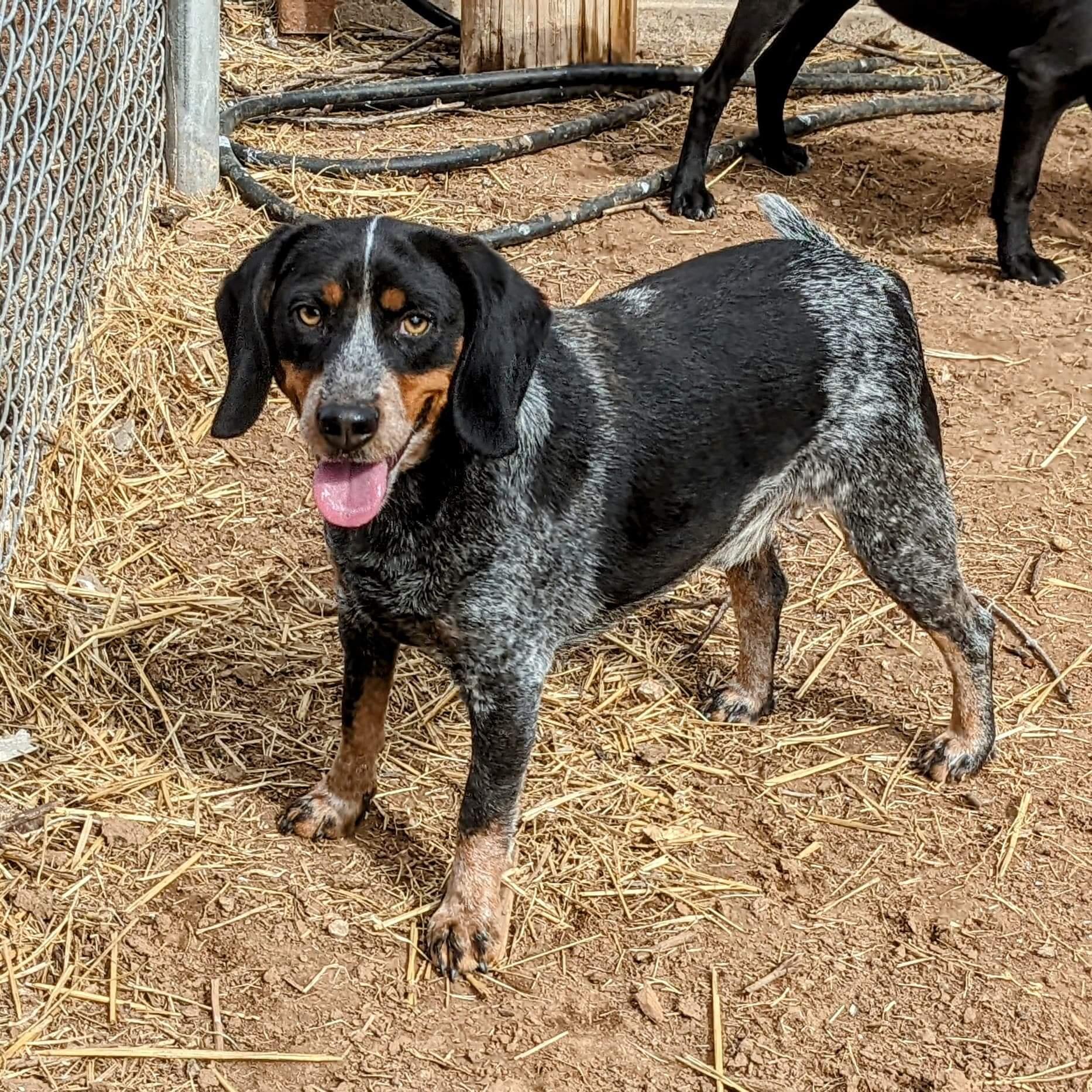 Joey., Adopted, Adult Male Beagle & Bluetick Coonhound.