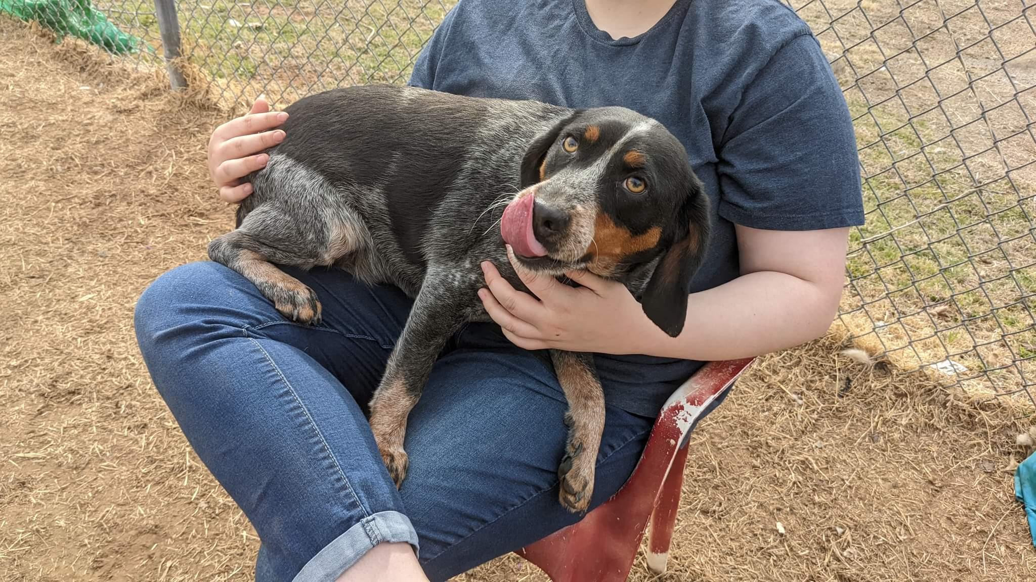 Enlarge Joey., a Adopted mixed breed in TULSA, OK image 2/6