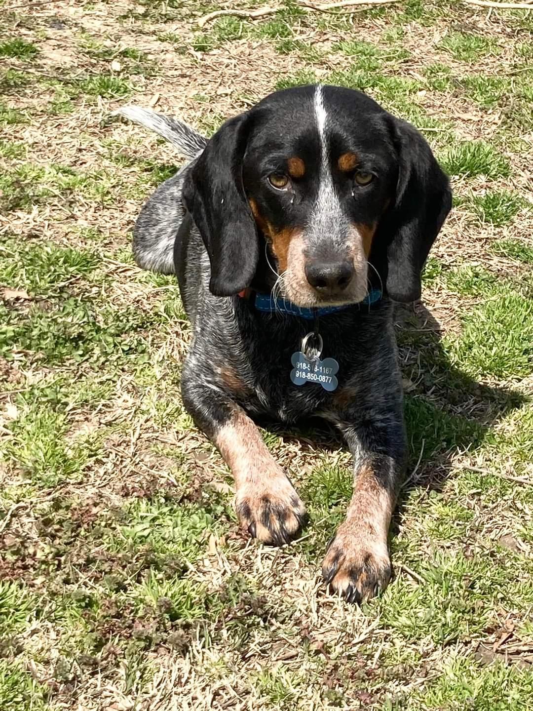 Enlarge Joey., a Adopted mixed breed in TULSA, OK image 3/6