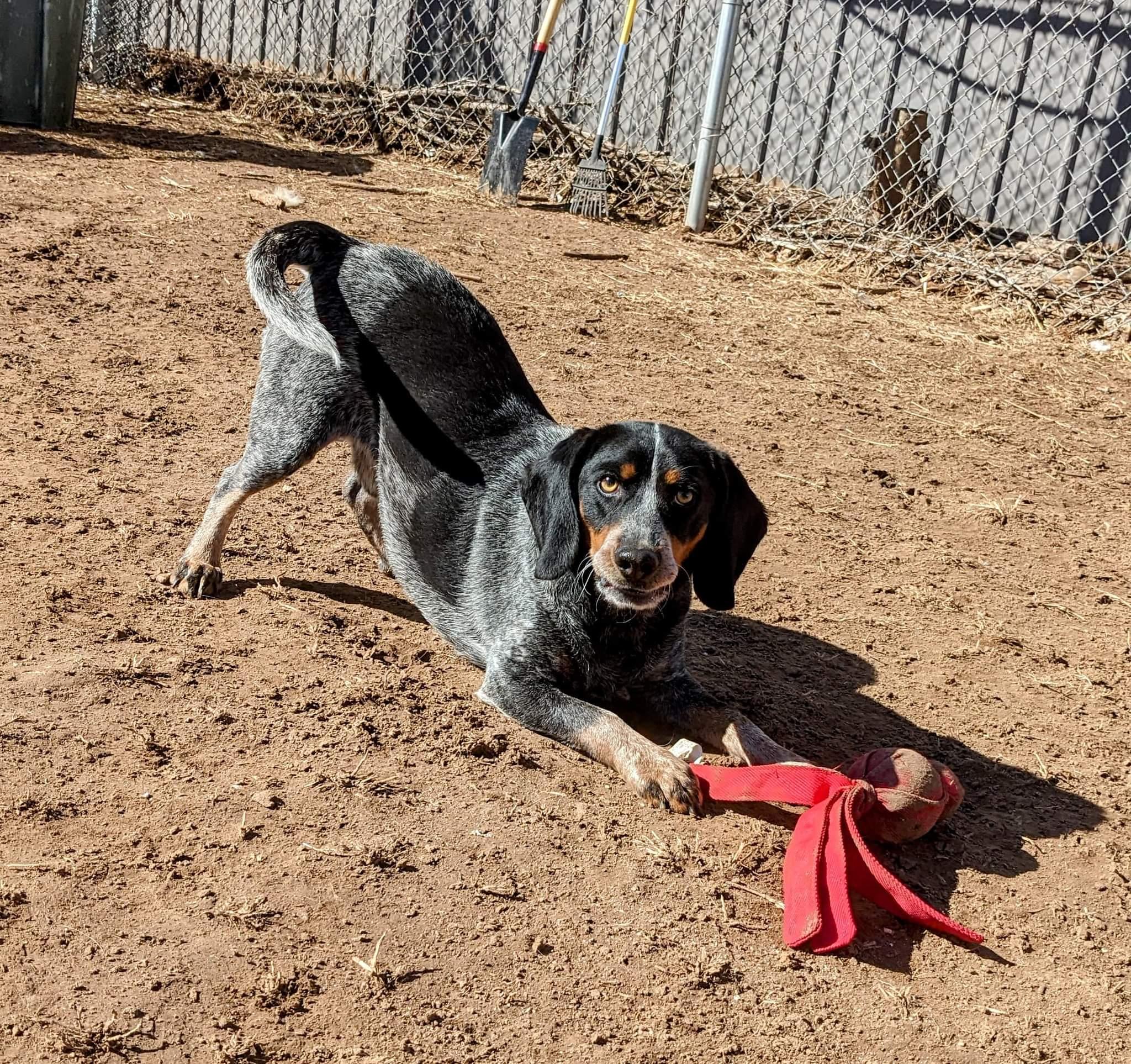Enlarge Joey., a Adopted mixed breed in TULSA, OK image 4/6