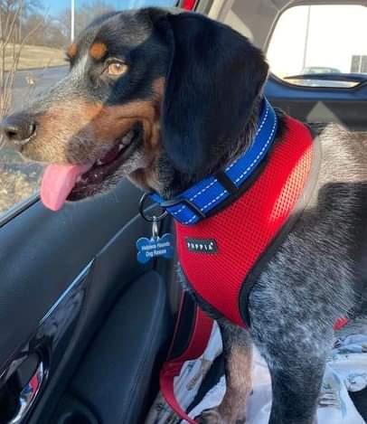 Enlarge Joey., a Adopted mixed breed in TULSA, OK image 5/6