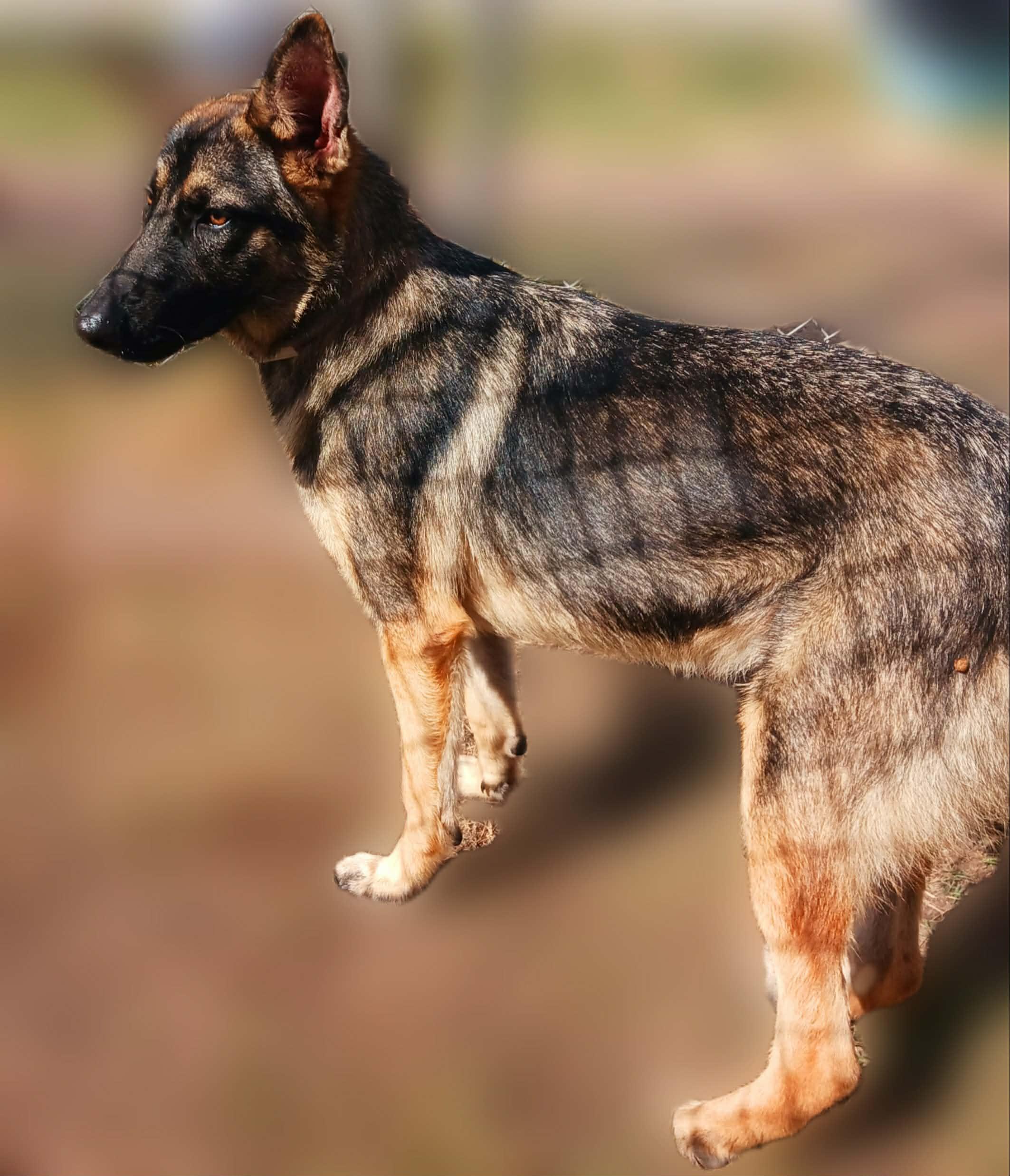 Dodger, Adoptable, Young Male German Shepherd Dog.