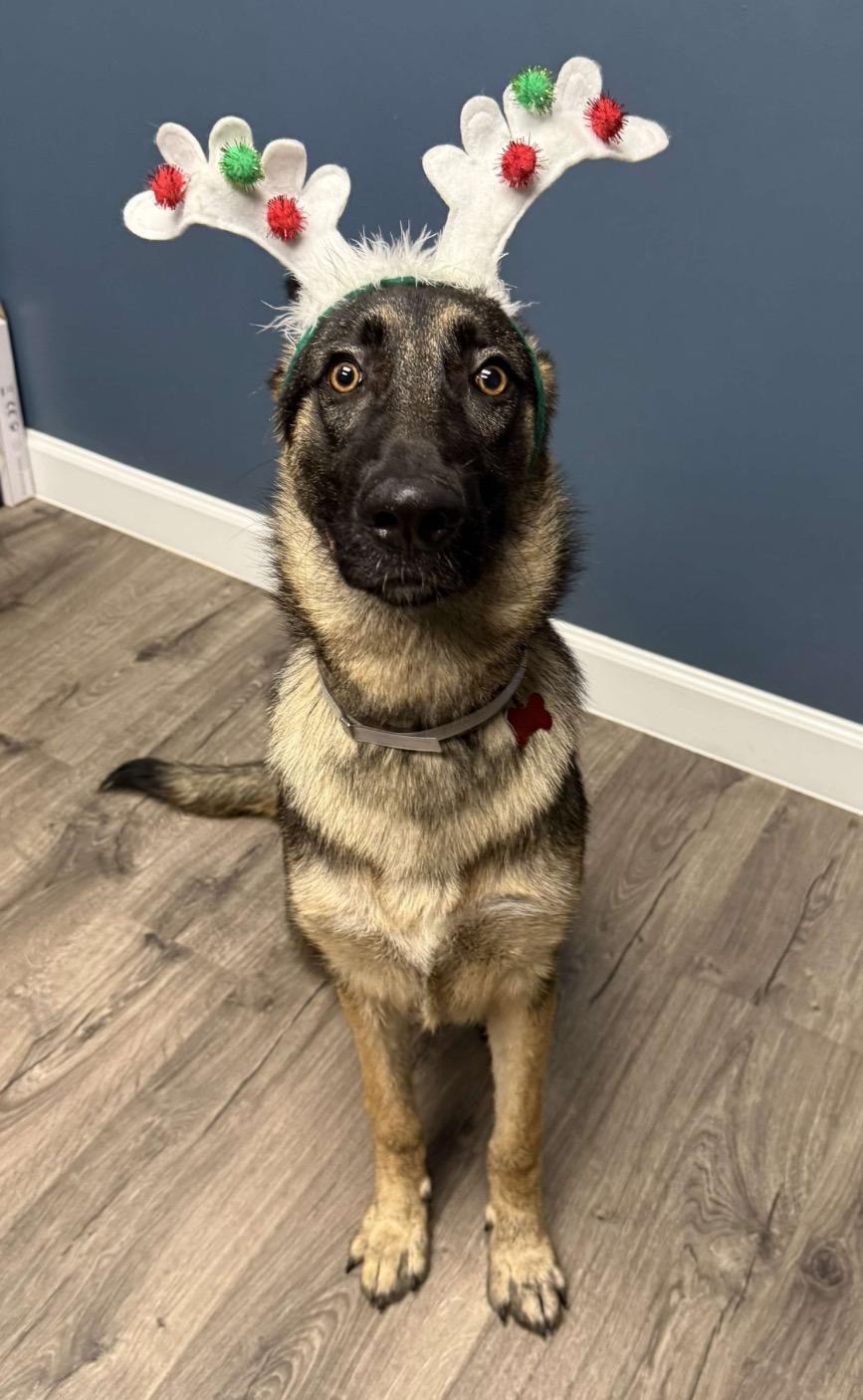 Dodger, a Adoptable German Shepherd Dog in Kankakee, IL image 5/5