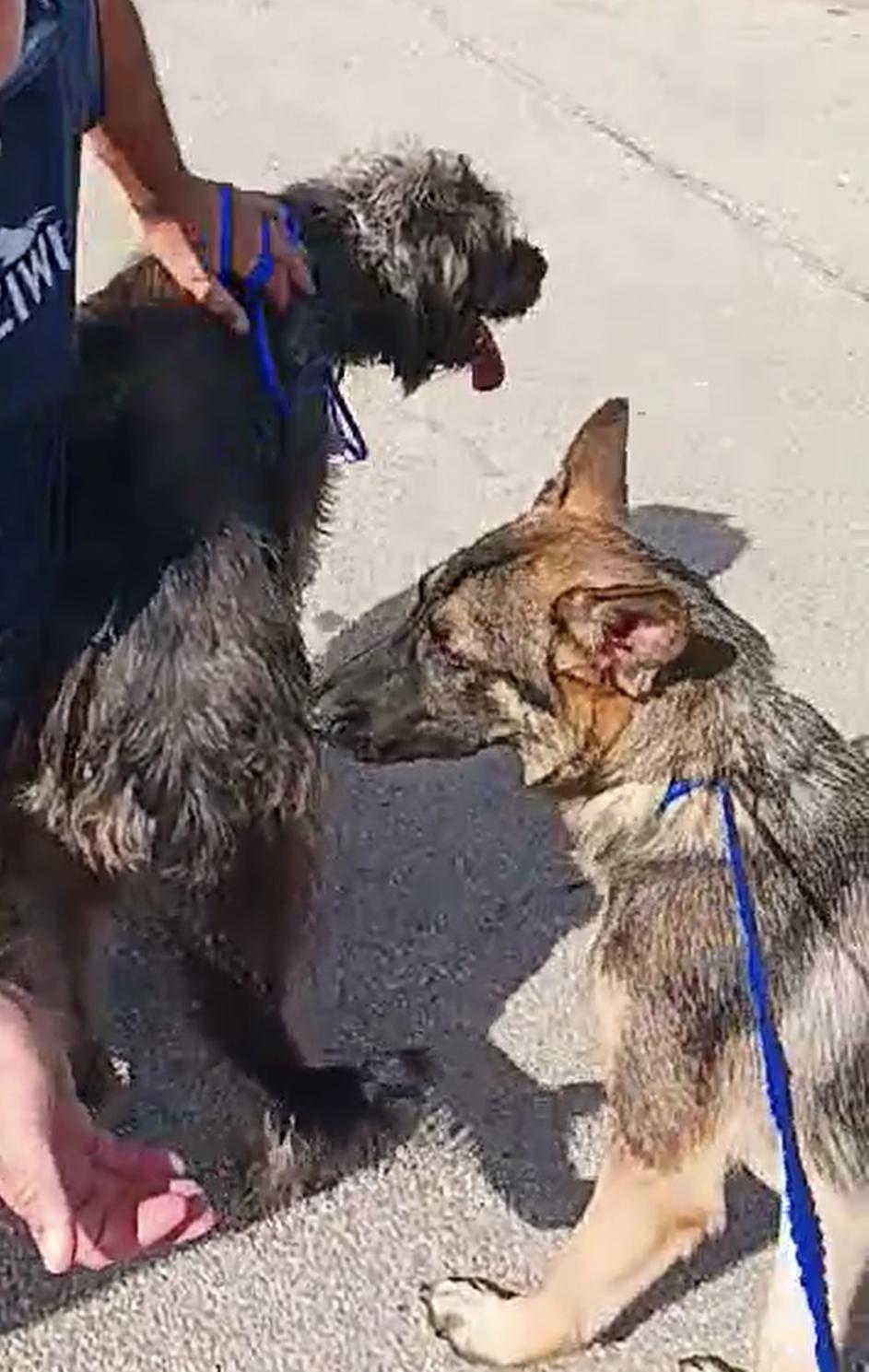 Dodger, a Adoptable German Shepherd Dog in Kankakee, IL image 3/5