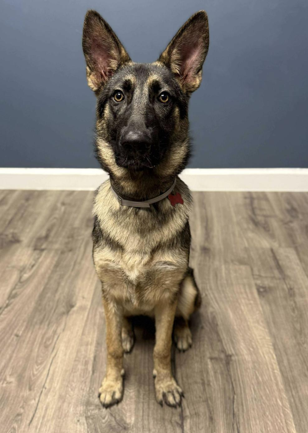 Dodger, a Adoptable German Shepherd Dog in Kankakee, IL image 4/5