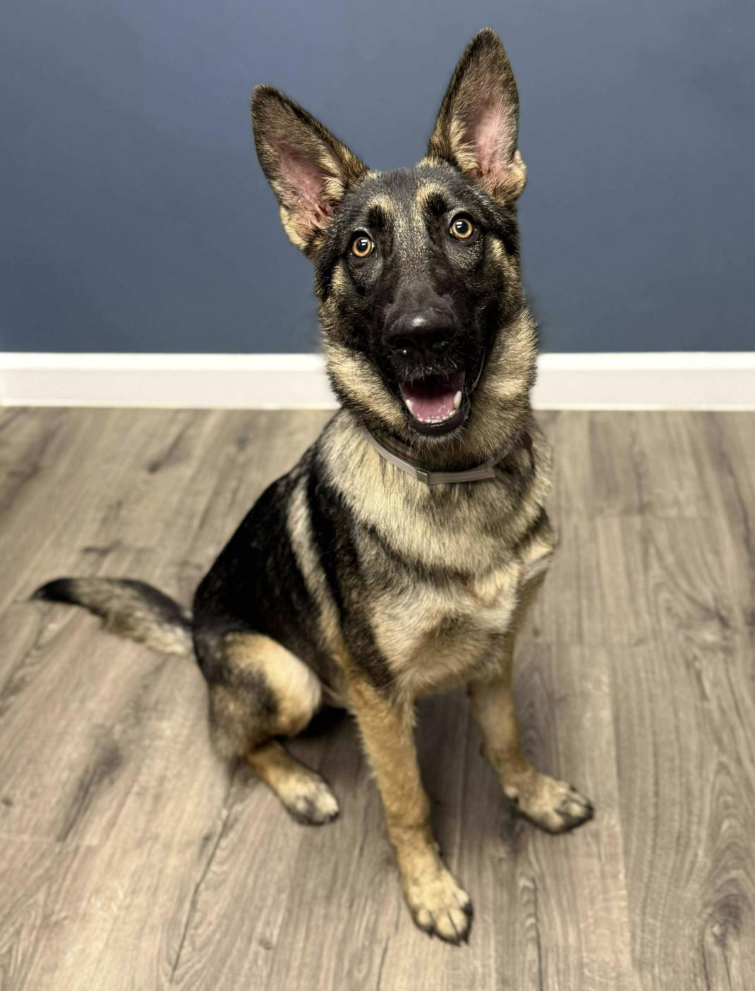 Dodger, a Adoptable German Shepherd Dog in Kankakee, IL image 1/5