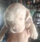 PUPPIES, an adoptable Cocker Spaniel, Border Collie in Lead, SD, 57754 | Photo Image 5