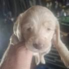 PUPPIES, an adoptable Cocker Spaniel, Border Collie in Lead, SD, 57754 | Photo Image 1