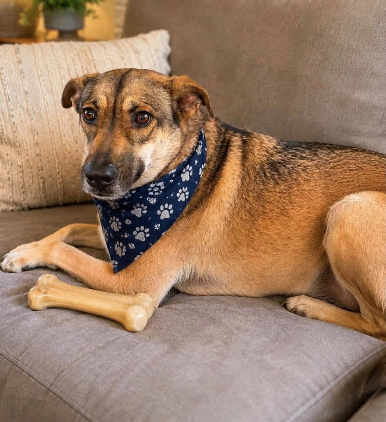 Enlarge Rosie, a Adoptable Shepherd in Euless, TX image 1/3