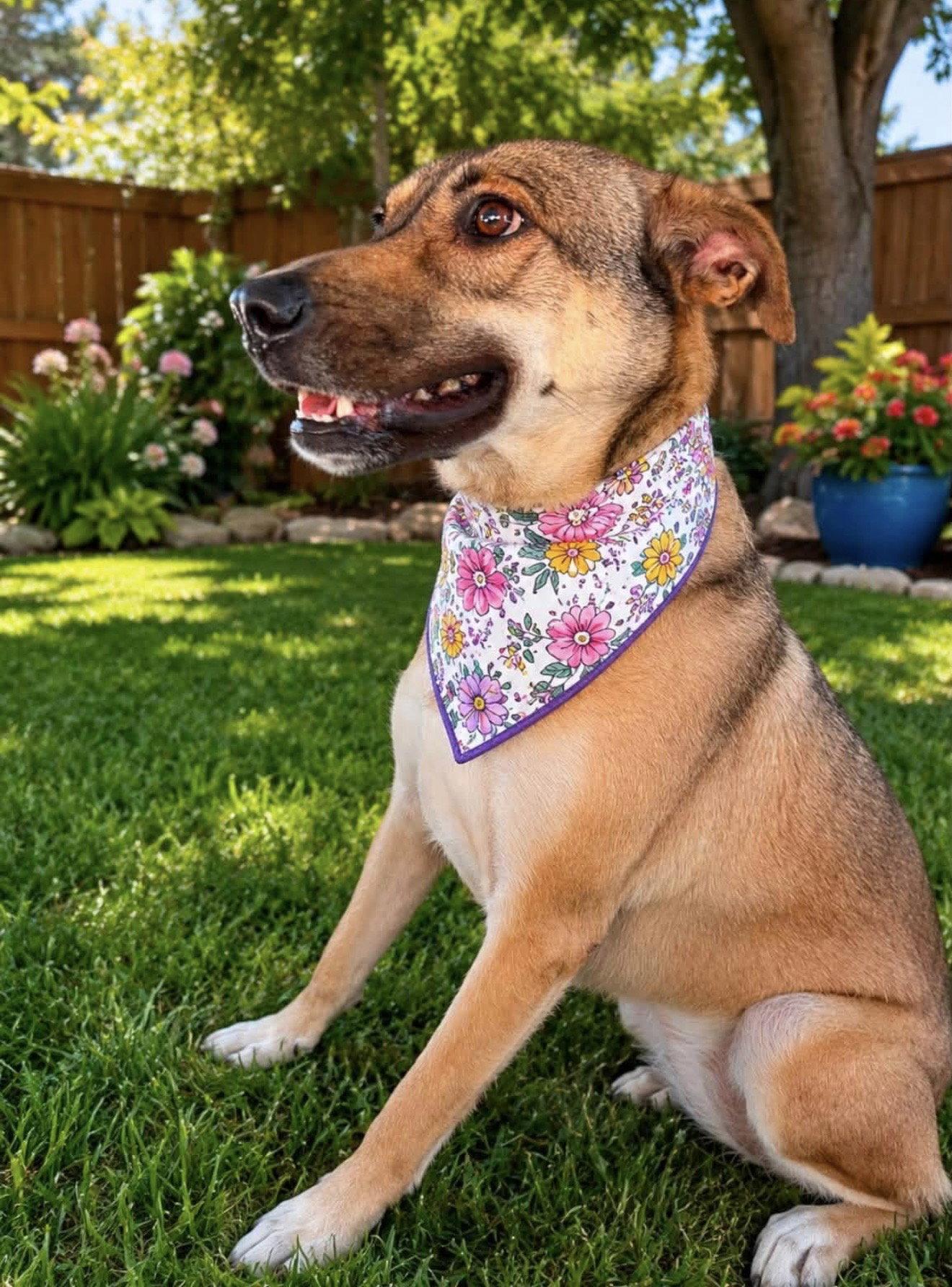 Enlarge Rosie, a Adoptable Shepherd in Euless, TX image 2/3