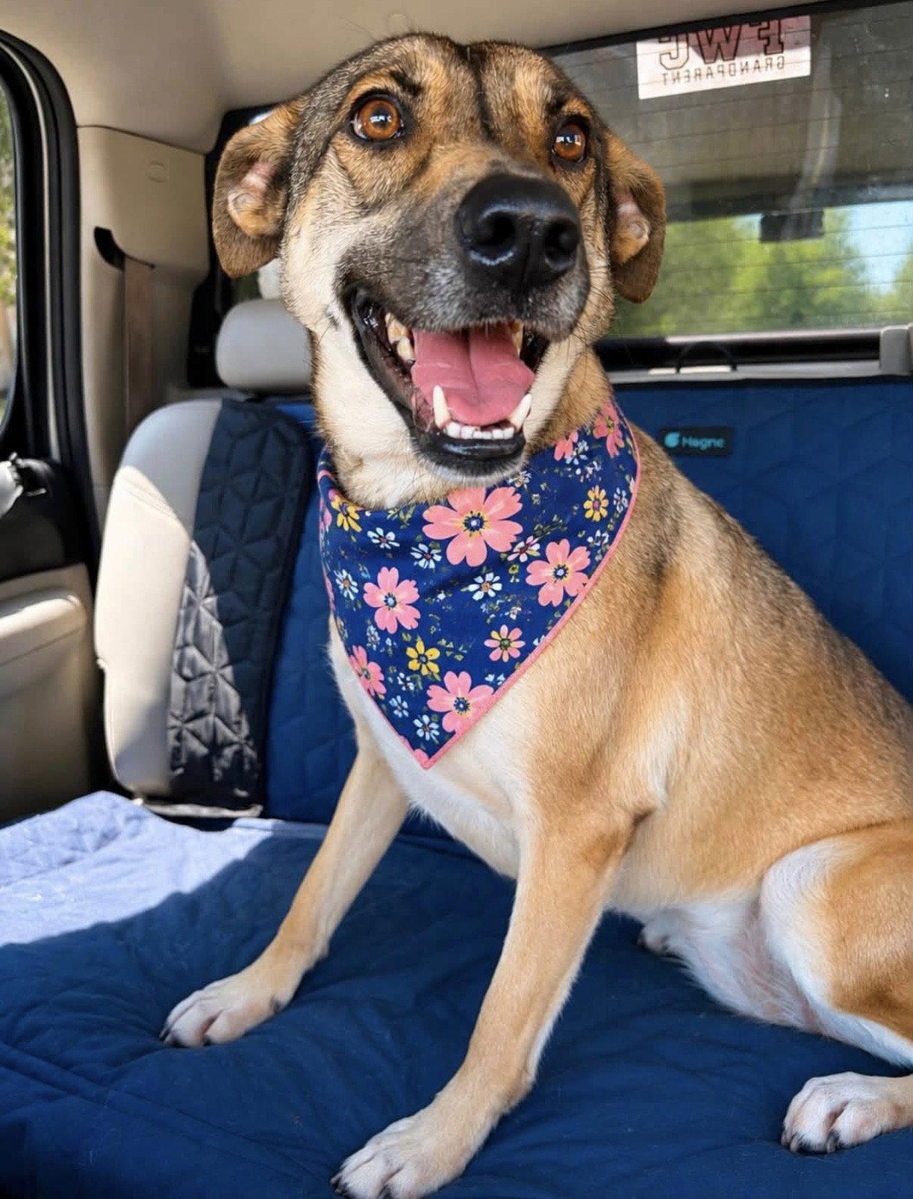 Enlarge Rosie, a Adoptable Shepherd in Euless, TX image 3/3