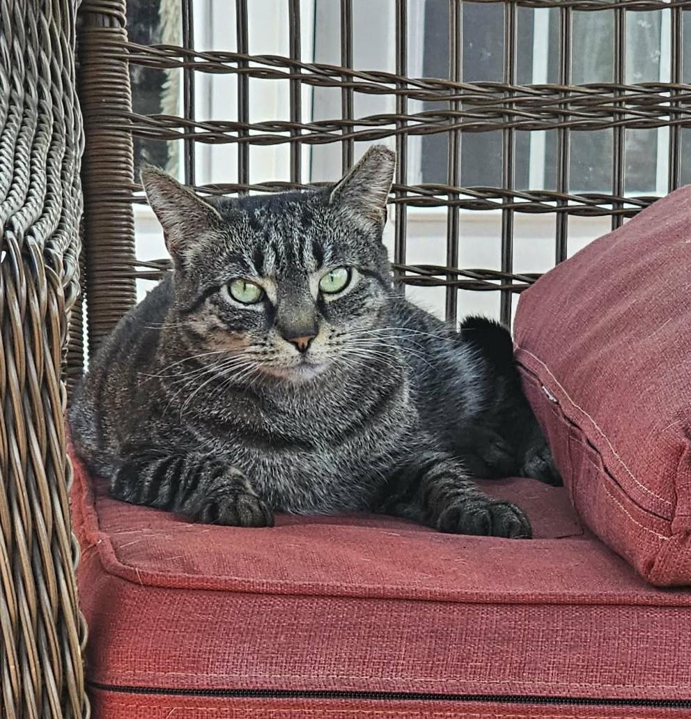 Enlarge Lulu, a ADOPTABLE Domestic Short Hair in Baltimore, MD image 1/6
