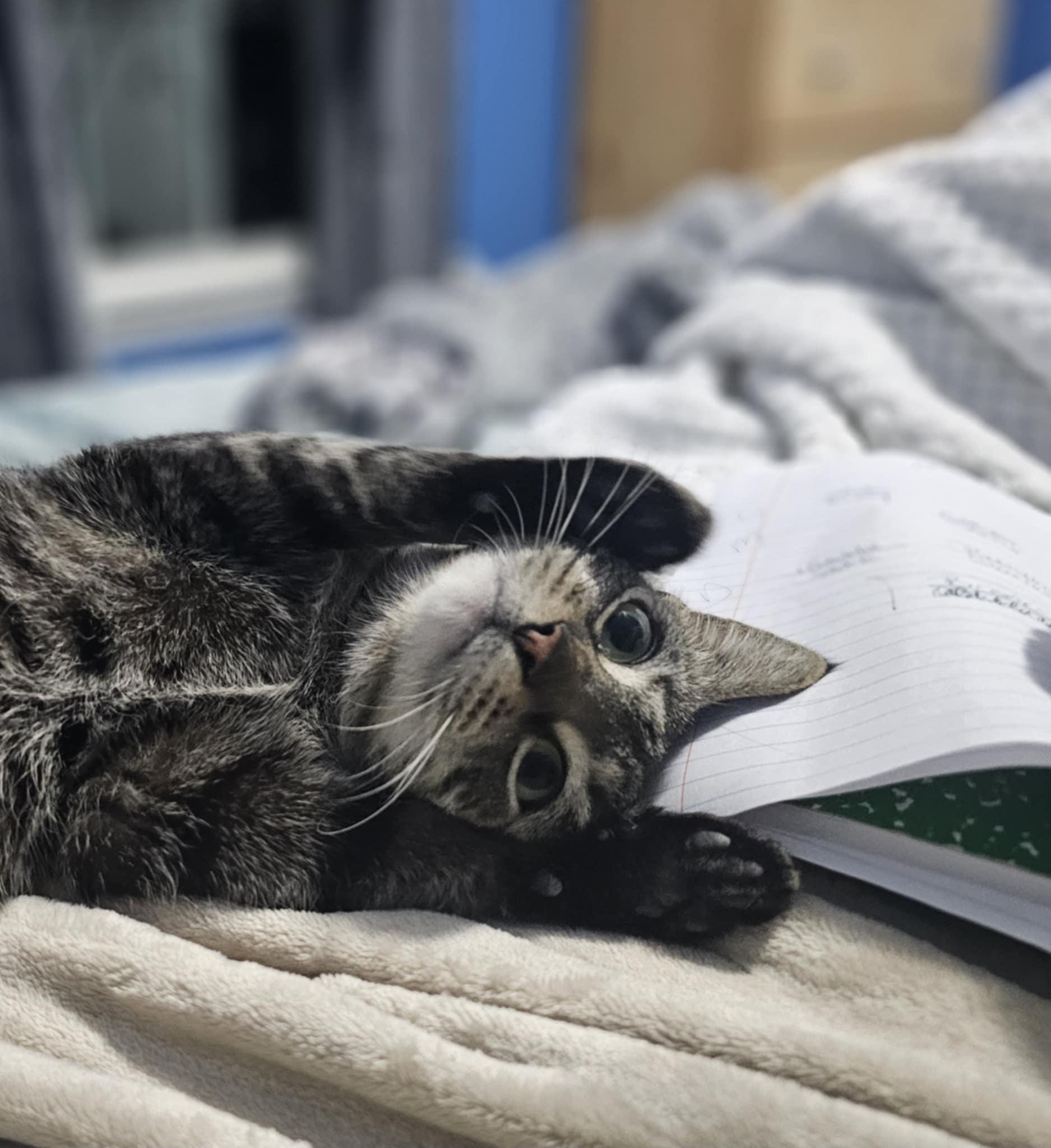 Lulu, a ADOPTABLE Domestic Short Hair in Baltimore, MD image 2/6