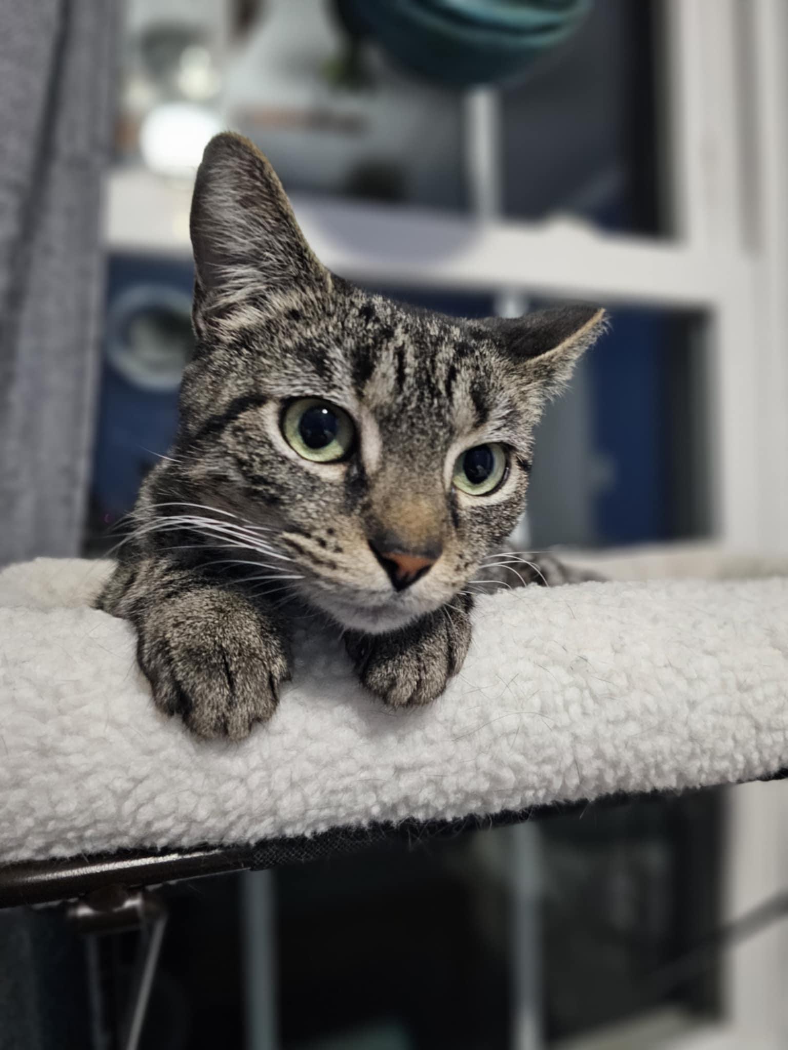 Enlarge Lulu, a ADOPTABLE Domestic Short Hair in Baltimore, MD image 1/3