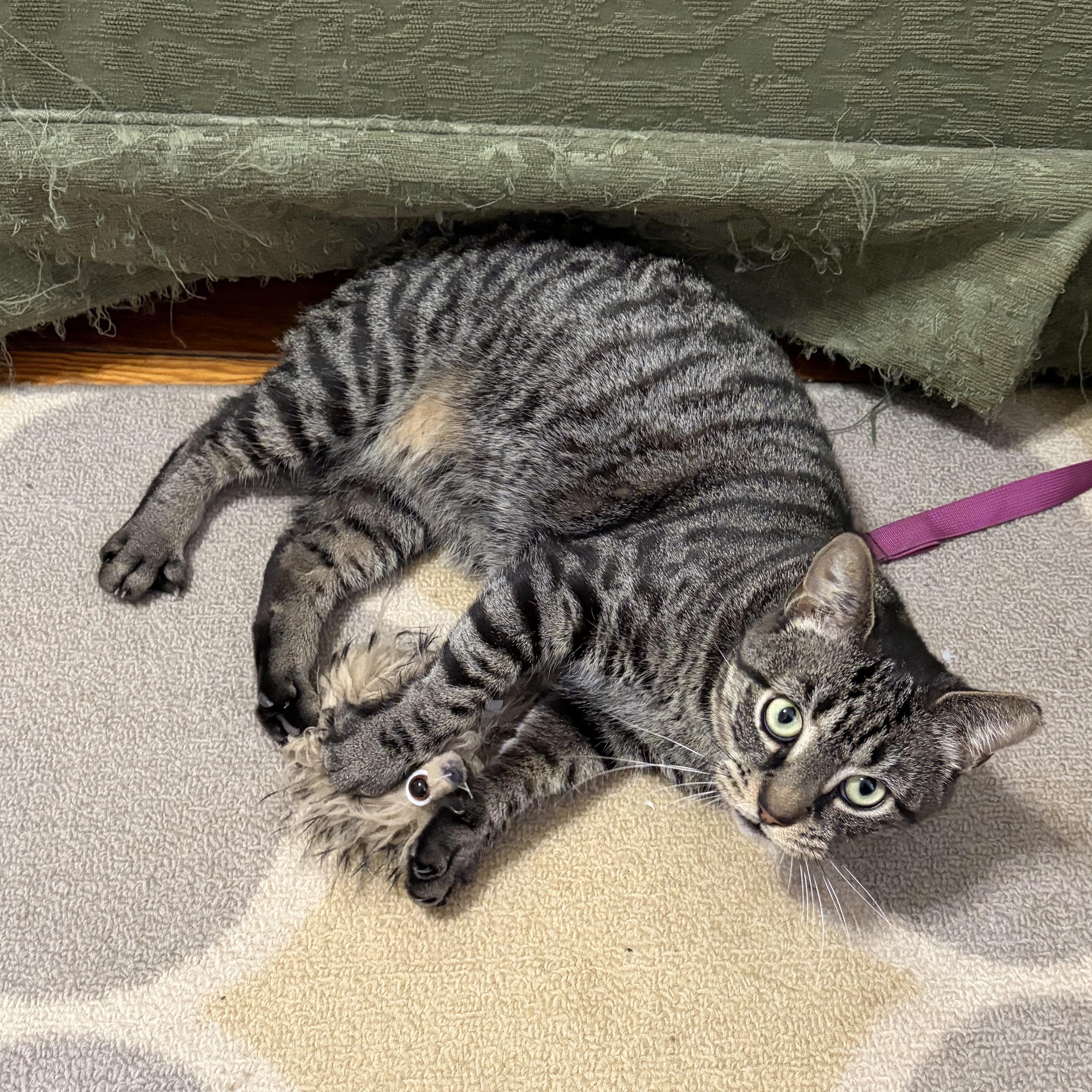 Lulu, ADOPTABLE, Young Female Domestic Short Hair.