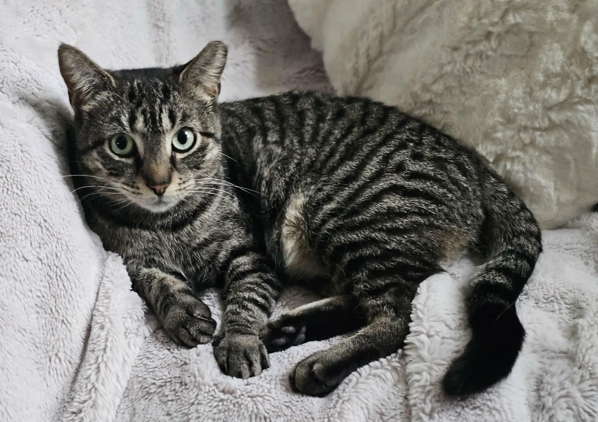 Lulu, ADOPTABLE, Young Female Domestic Short Hair.