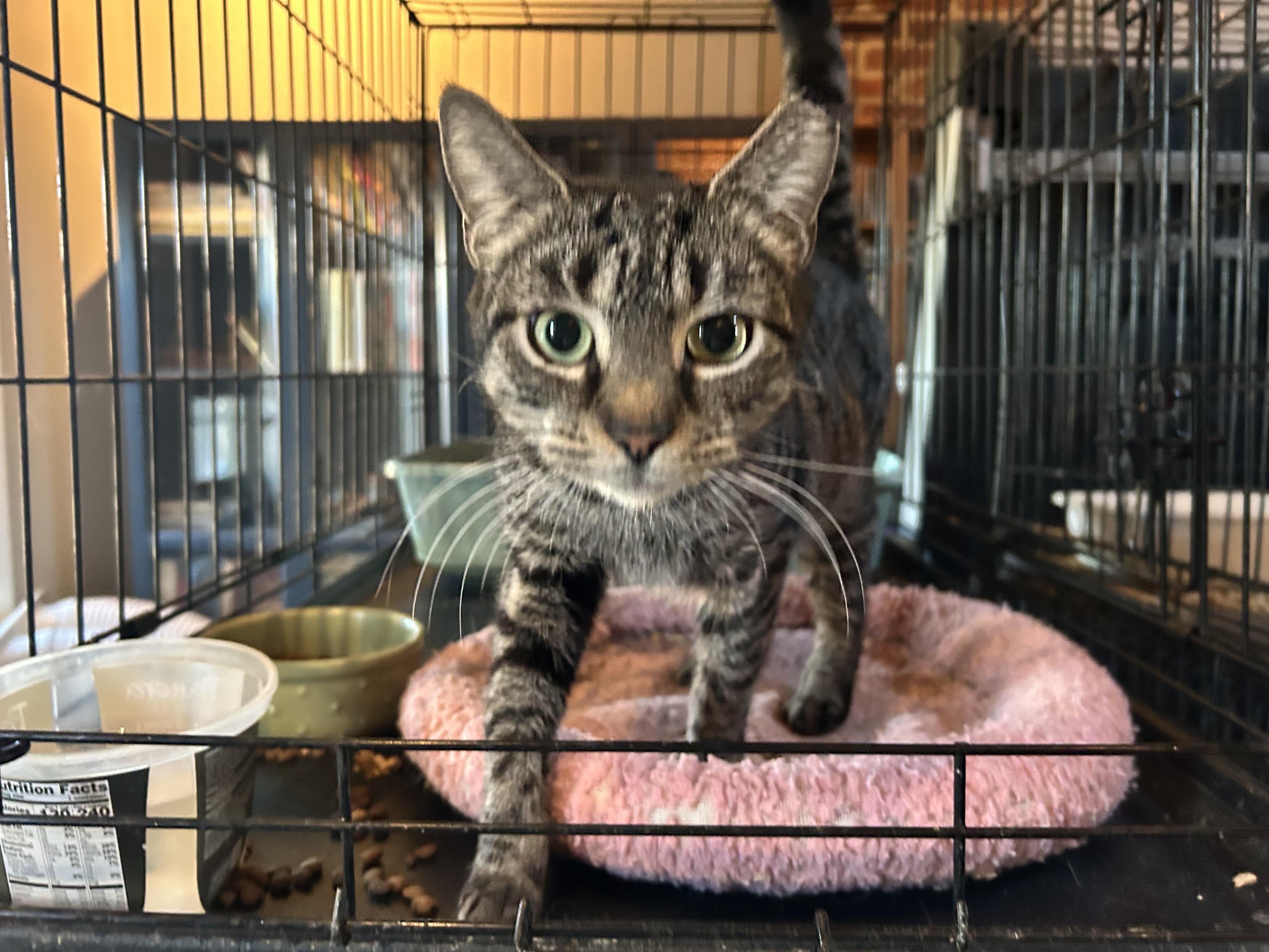 Enlarge Lulu, a ADOPTABLE Domestic Short Hair in Baltimore, MD image 2/3