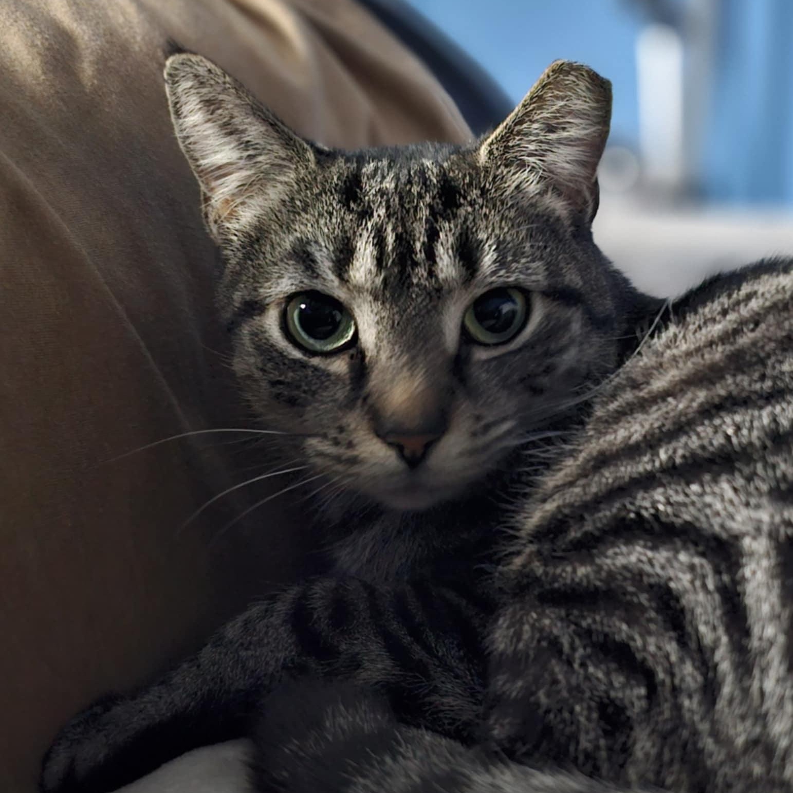 Lulu, a ADOPTABLE Domestic Short Hair in Baltimore, MD image 1/6