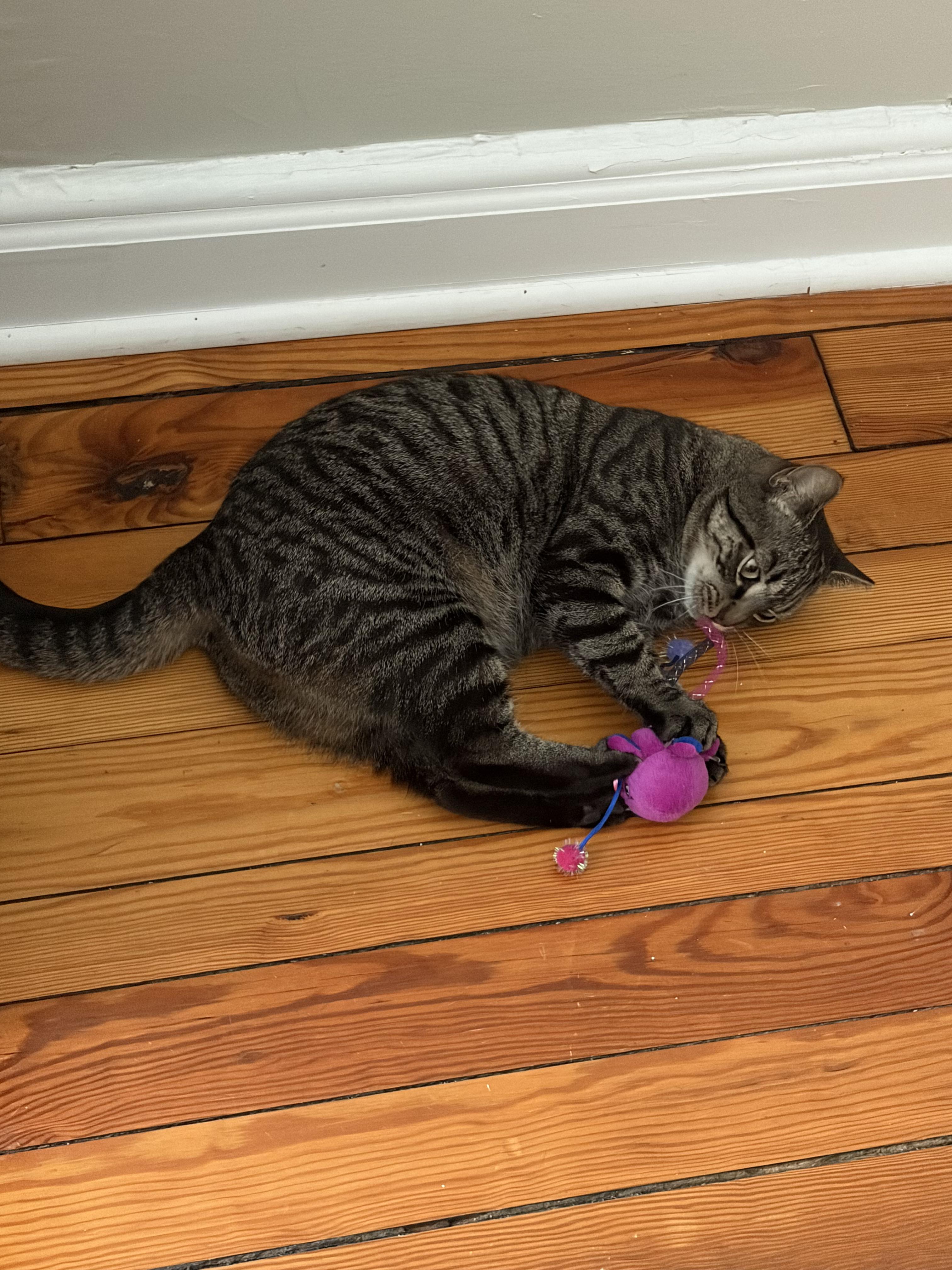 Lulu, a ADOPTABLE Domestic Short Hair in Baltimore, MD image 2/6