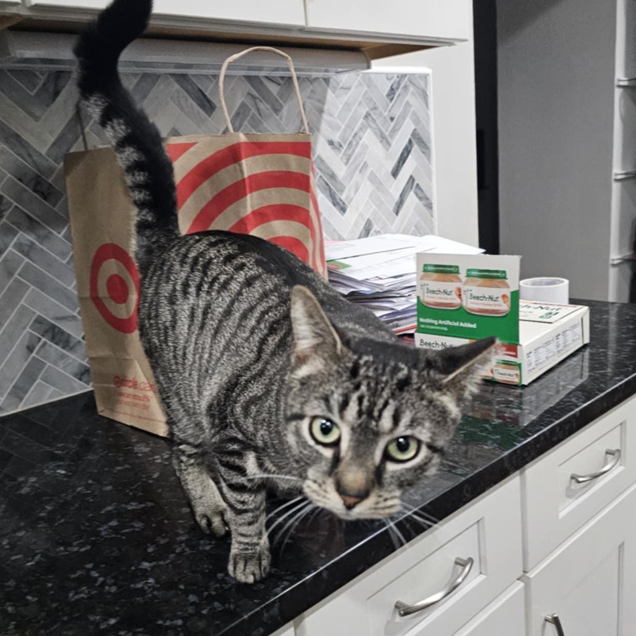 Lulu, a ADOPTABLE Domestic Short Hair in Baltimore, MD image 4/6