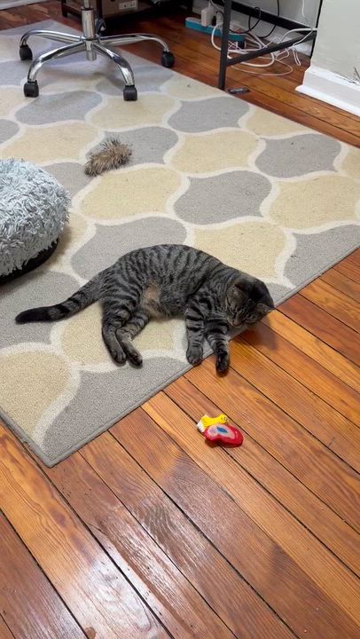 Enlarge Lulu, a ADOPTABLE Domestic Short Hair in Baltimore, MD video 6/6