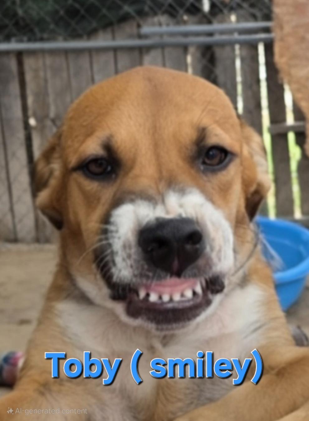 Toby, Adoptable, Young Male American Staffordshire Terrier & Pit Bull Terrier.