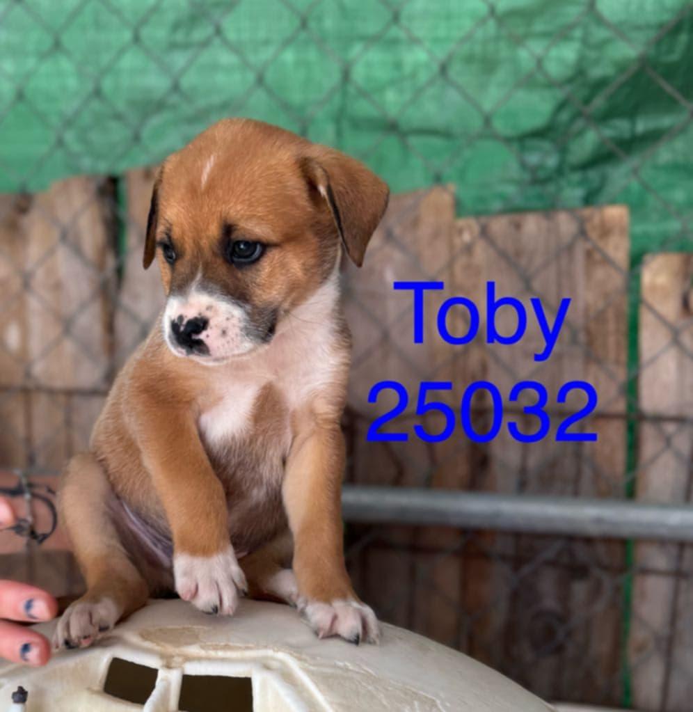 Toby, a Adoptable mixed breed in Mexia, TX image 2/2