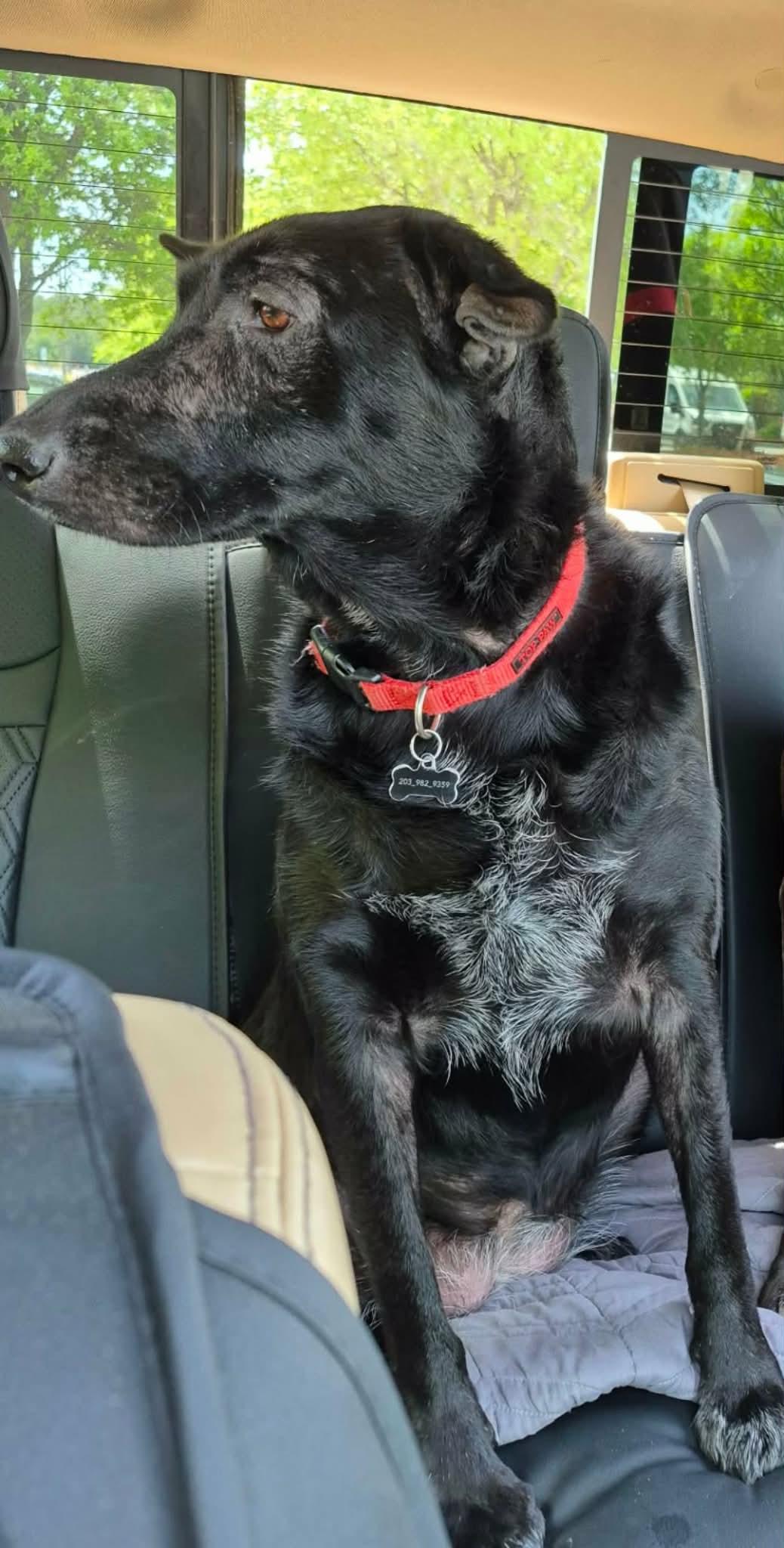 Enlarge Bean, a ADOPTABLE mixed breed in Wilmington, NC image 1/1