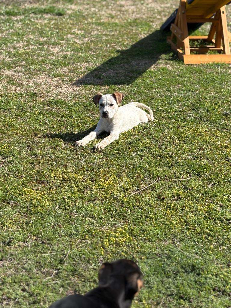 Rubin, Adoptable, Puppy Male Mixed Breed.