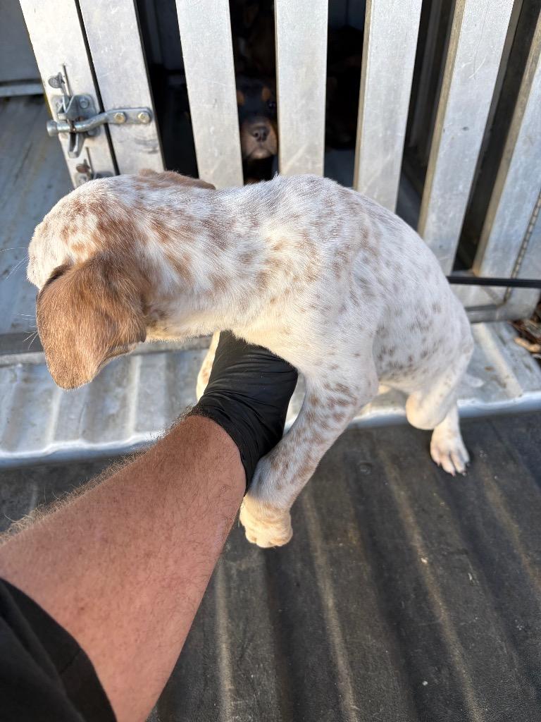 Enlarge Rubin, a Adoptable mixed breed in Effingham, SC image 1/1