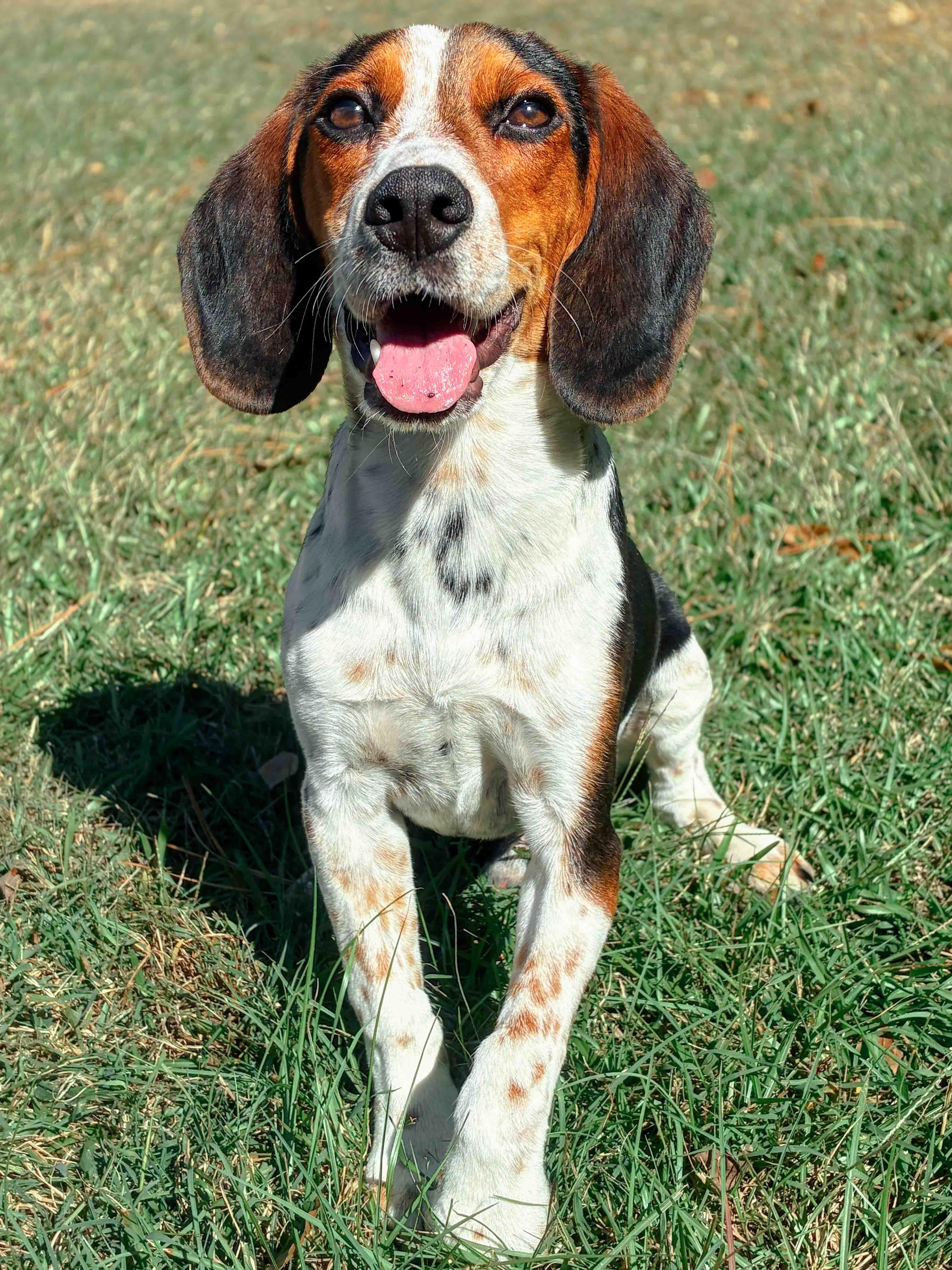 Snoopy, ADOPTABLE, Young Male Beagle.