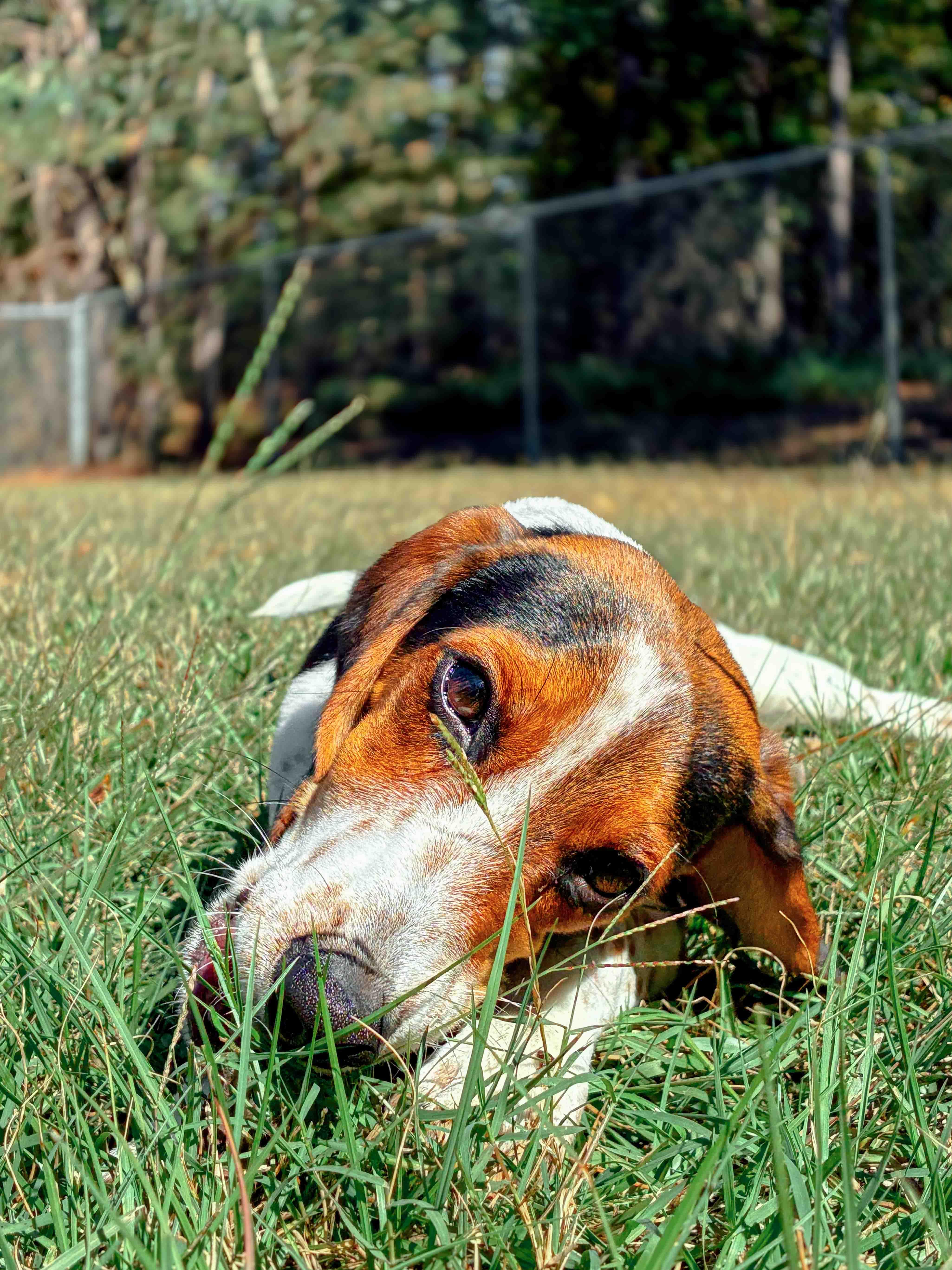 Enlarge Snoopy, a ADOPTABLE Beagle in Carthage, NC image 2/3