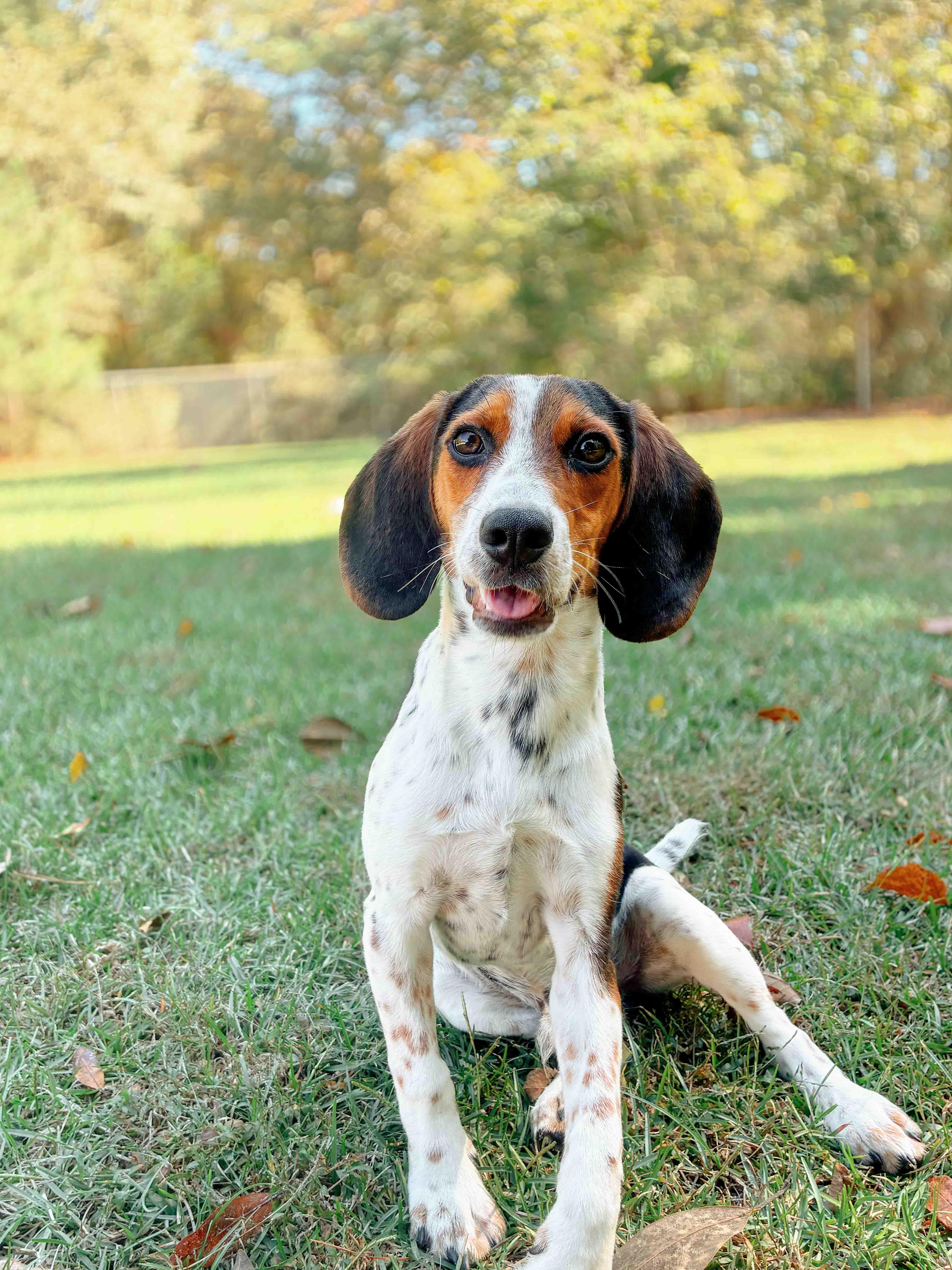 Enlarge Snoopy, a ADOPTABLE Beagle in Carthage, NC image 3/3