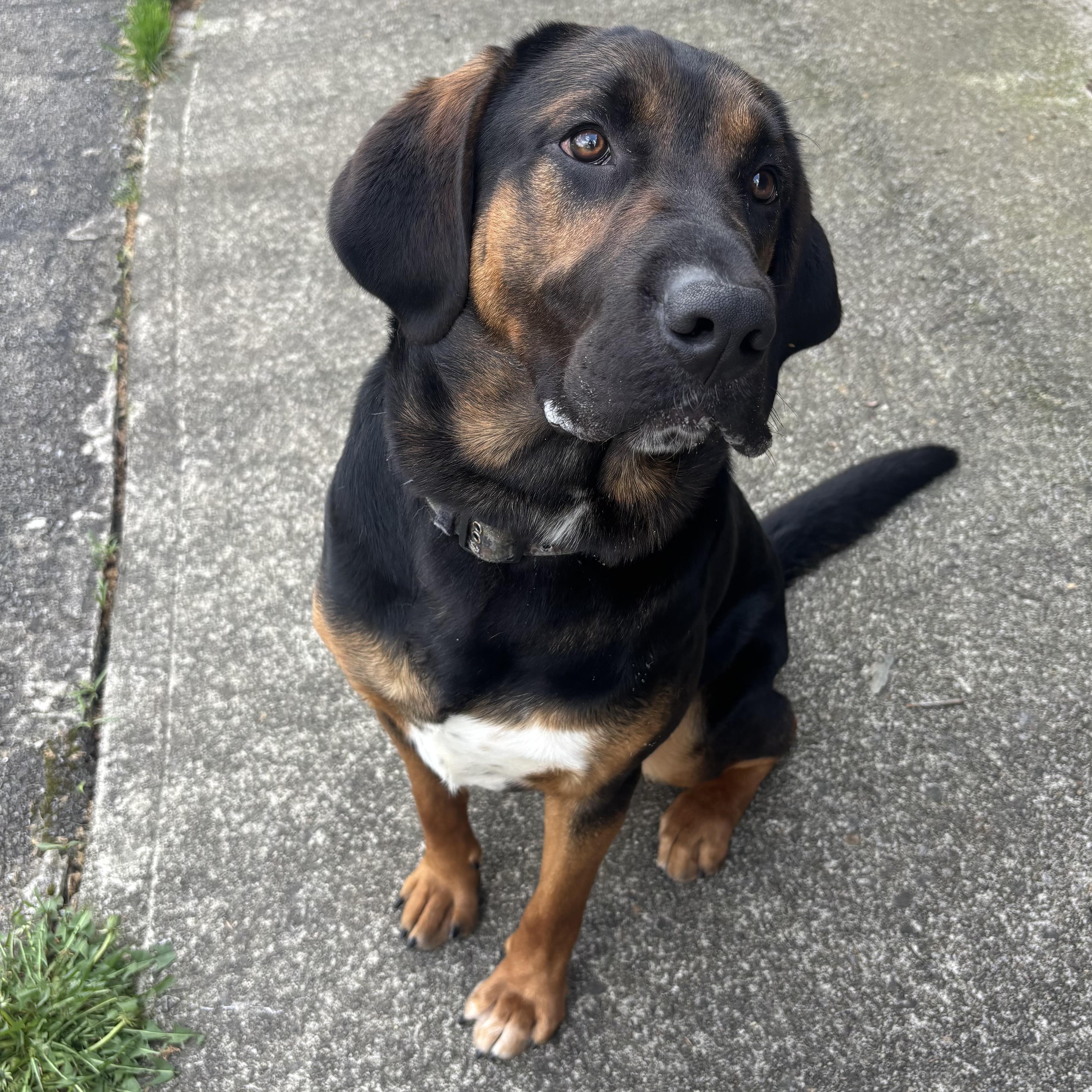 Enlarge Smokey, a ADOPTABLE mixed breed in Waynesburg, PA image 3/5