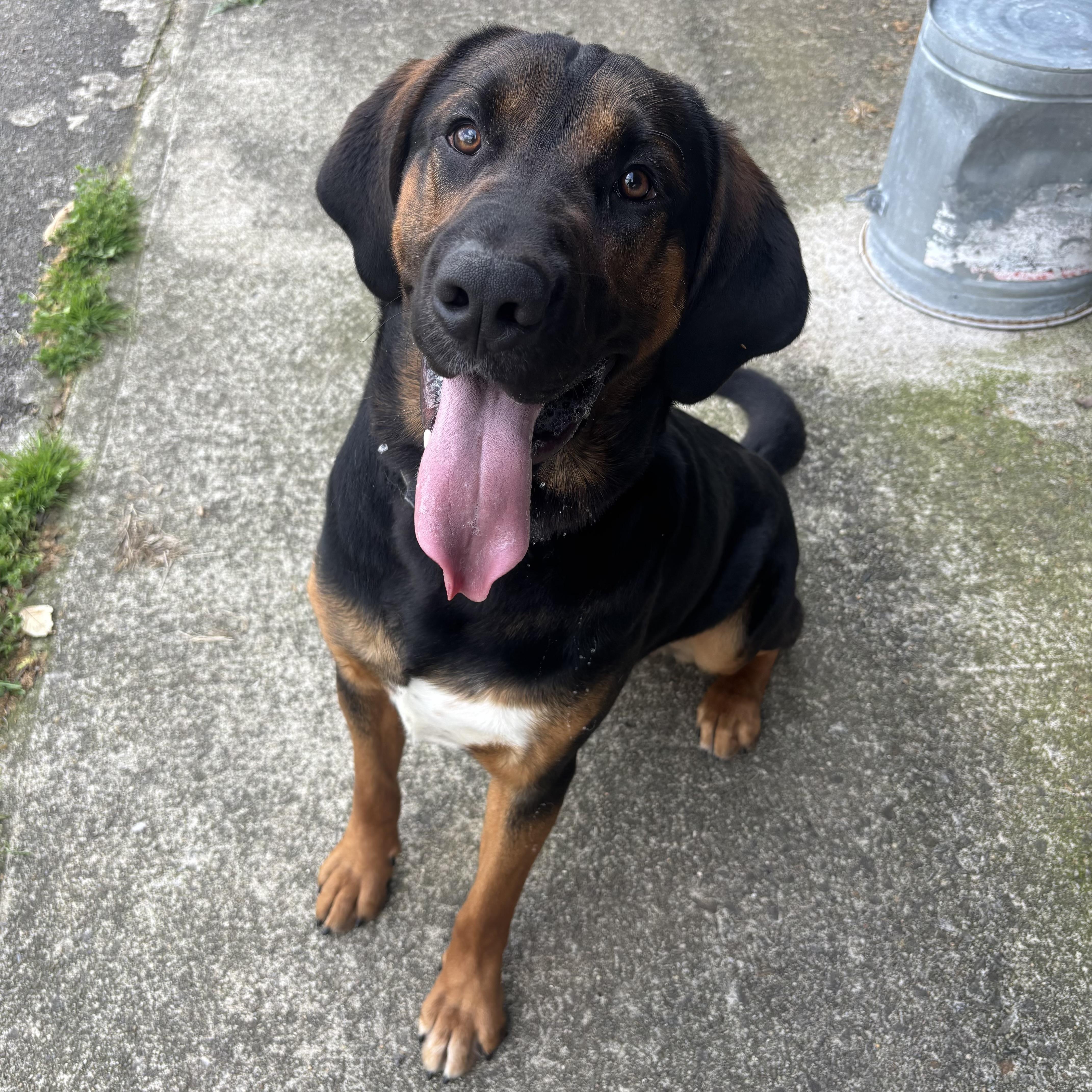 Enlarge Smokey, a ADOPTABLE mixed breed in Waynesburg, PA image 4/5