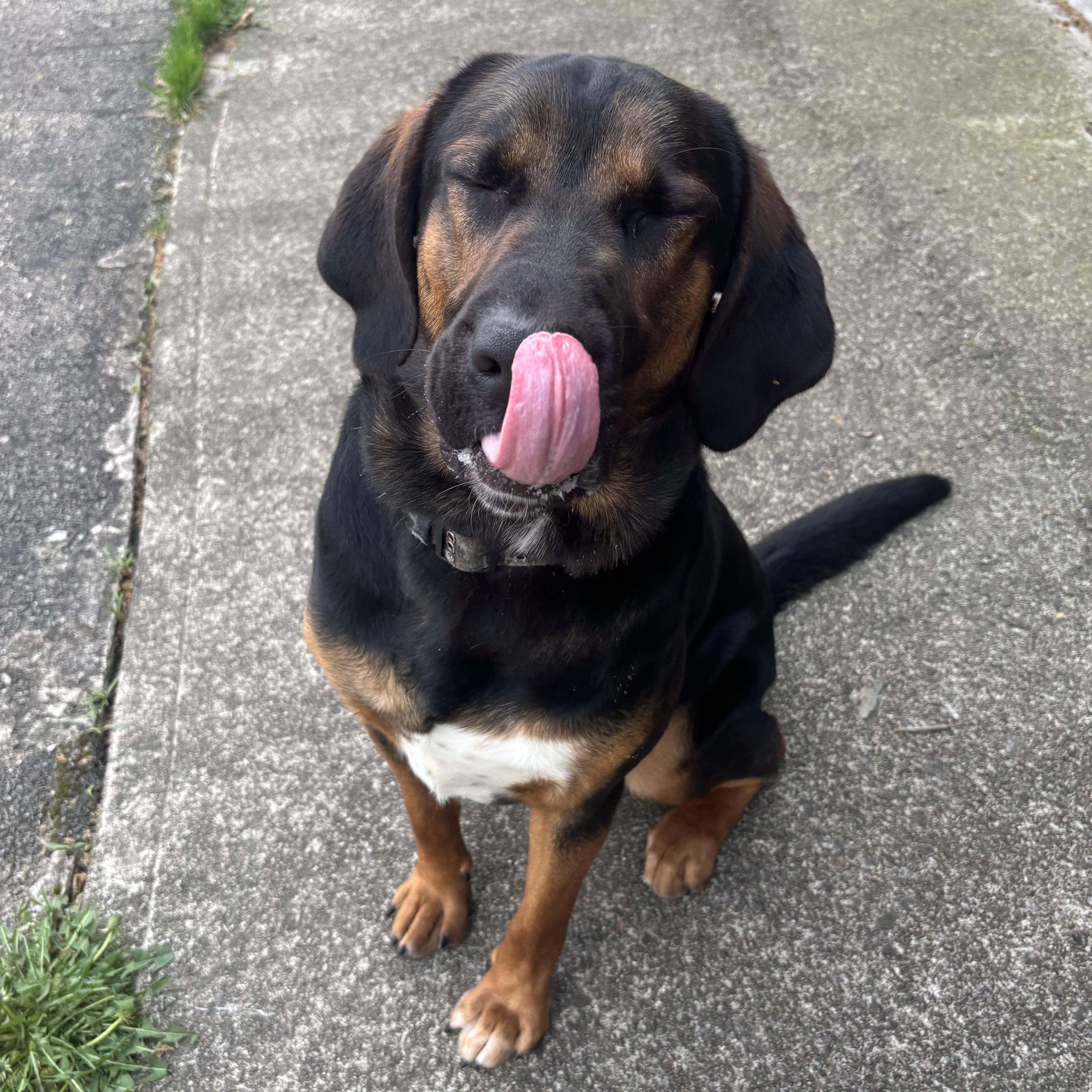 Enlarge Smokey, a ADOPTABLE mixed breed in Waynesburg, PA image 2/5