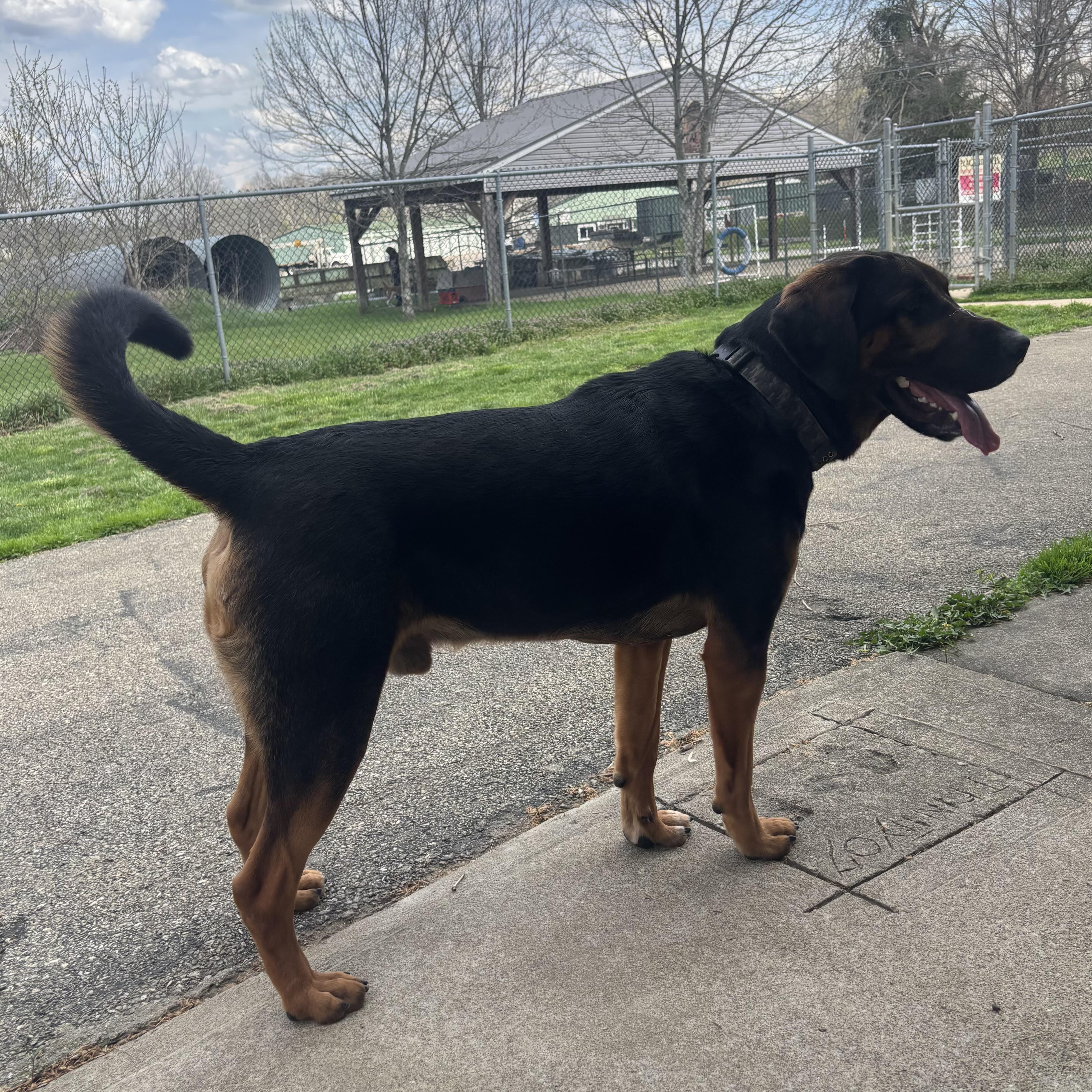 Enlarge Smokey, a ADOPTABLE mixed breed in Waynesburg, PA image 5/5