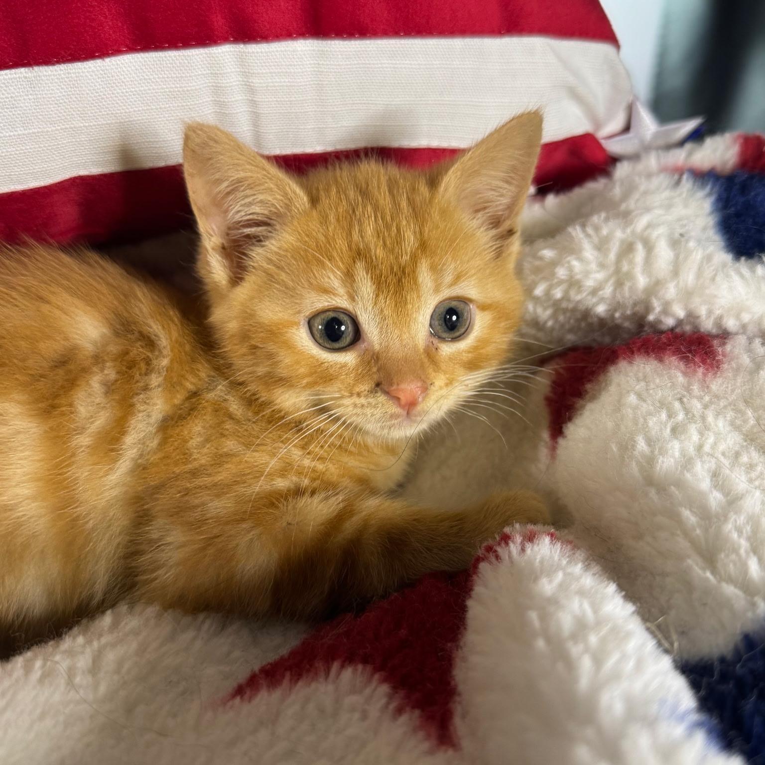 Enlarge Chase, a ADOPTABLE Domestic Short Hair in Bordentown, NJ image 1/1