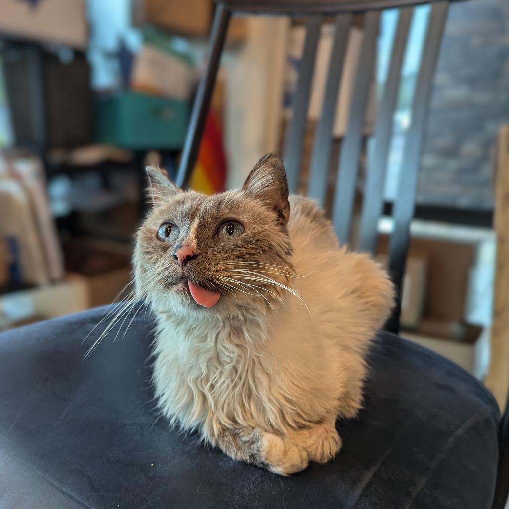 Mouse, a Adoptable Domestic Short Hair in DAYTON, TN image 2/6