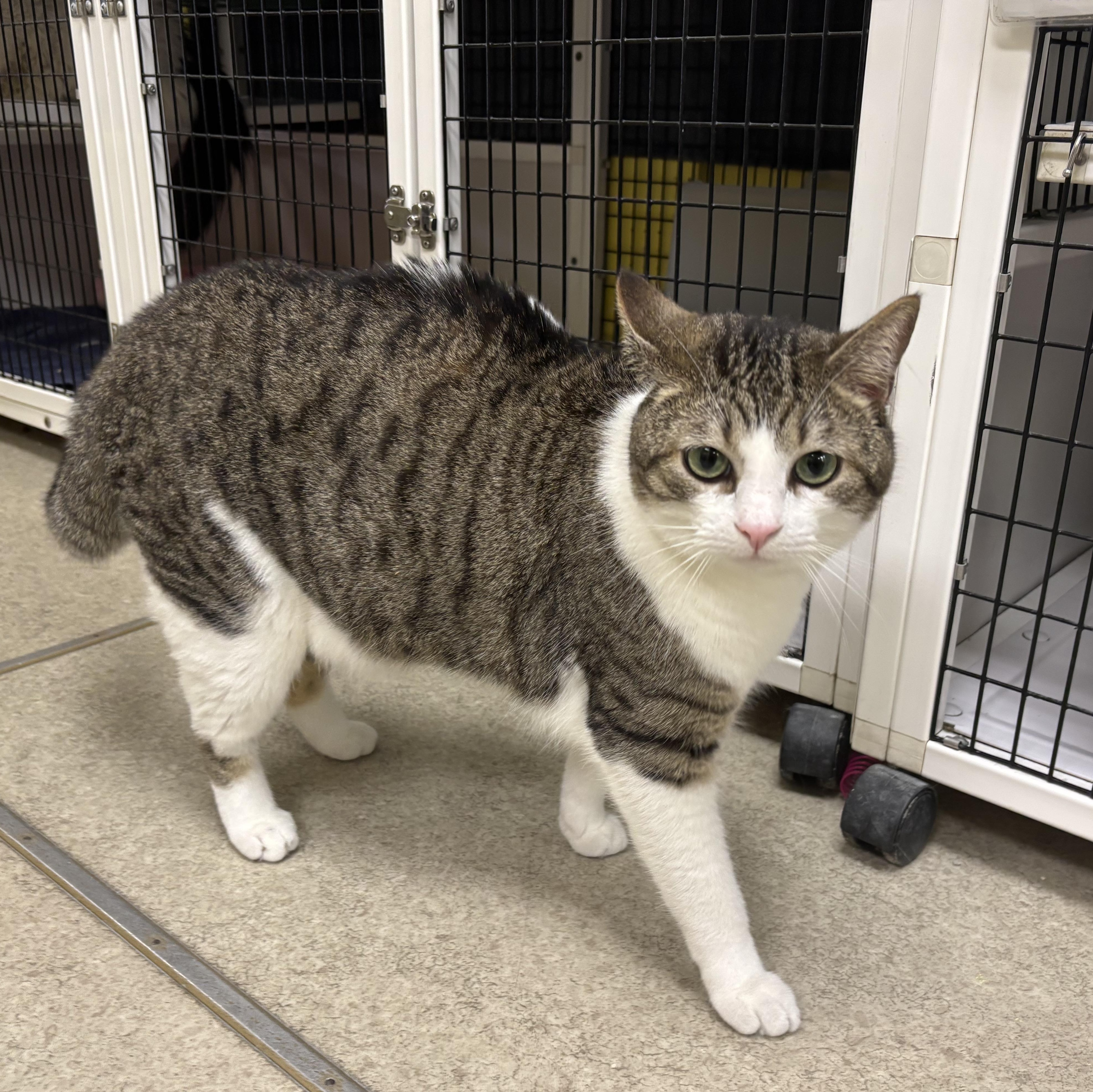Brandon, a ADOPTABLE Domestic Short Hair in Lyndhurst, NJ image 3/3