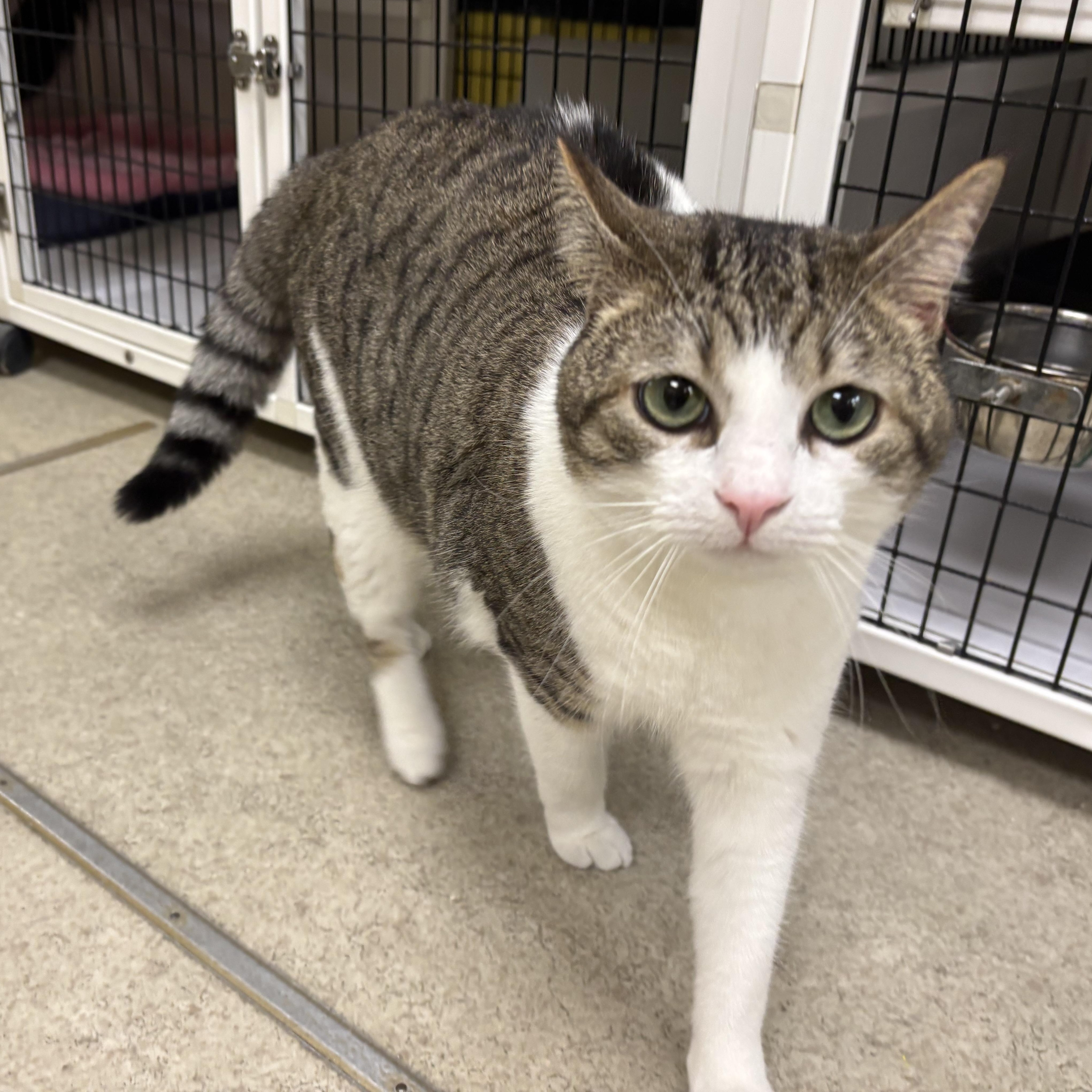 Brandon, a ADOPTABLE Domestic Short Hair in Lyndhurst, NJ image 1/3