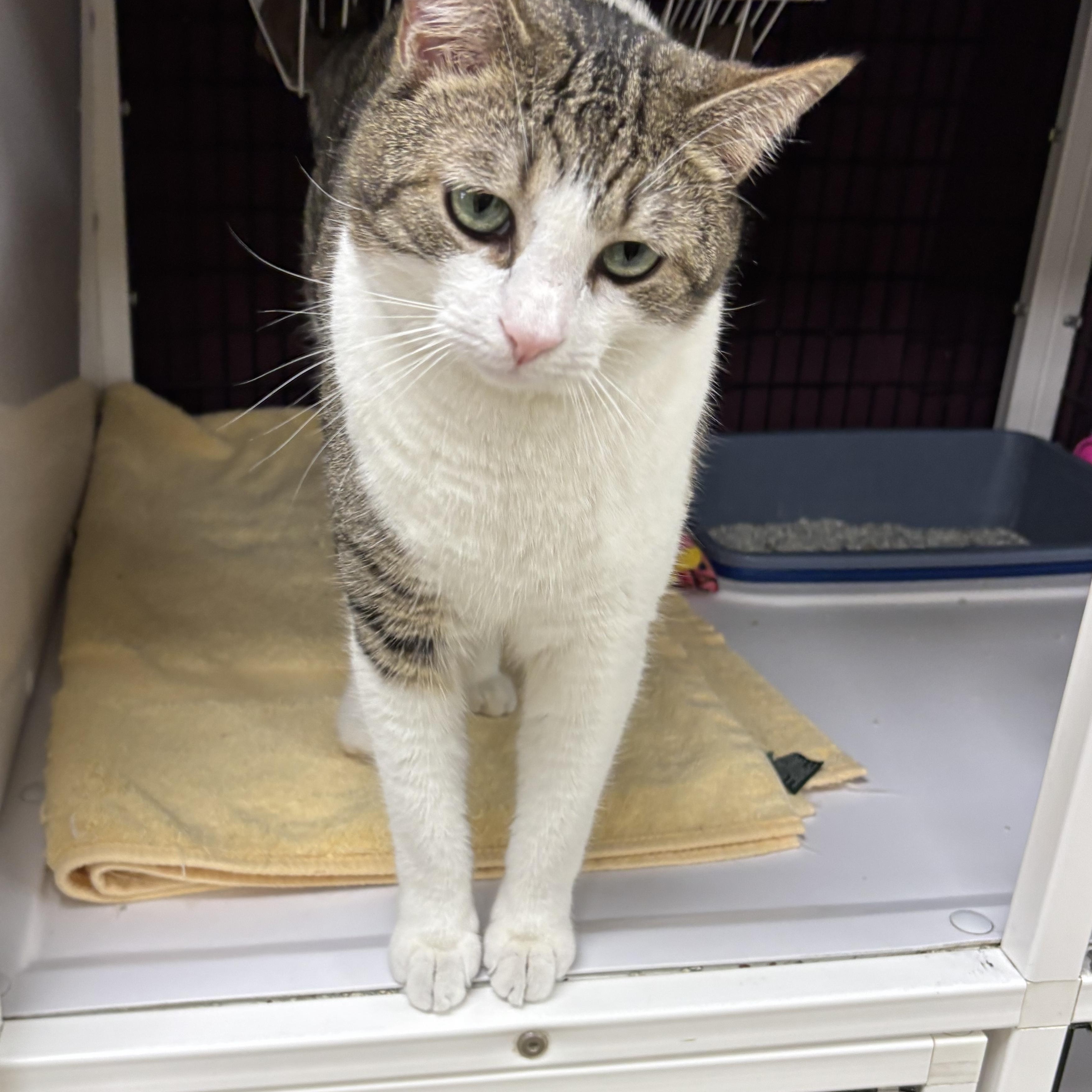Brandon, a ADOPTABLE Domestic Short Hair in Lyndhurst, NJ image 2/3