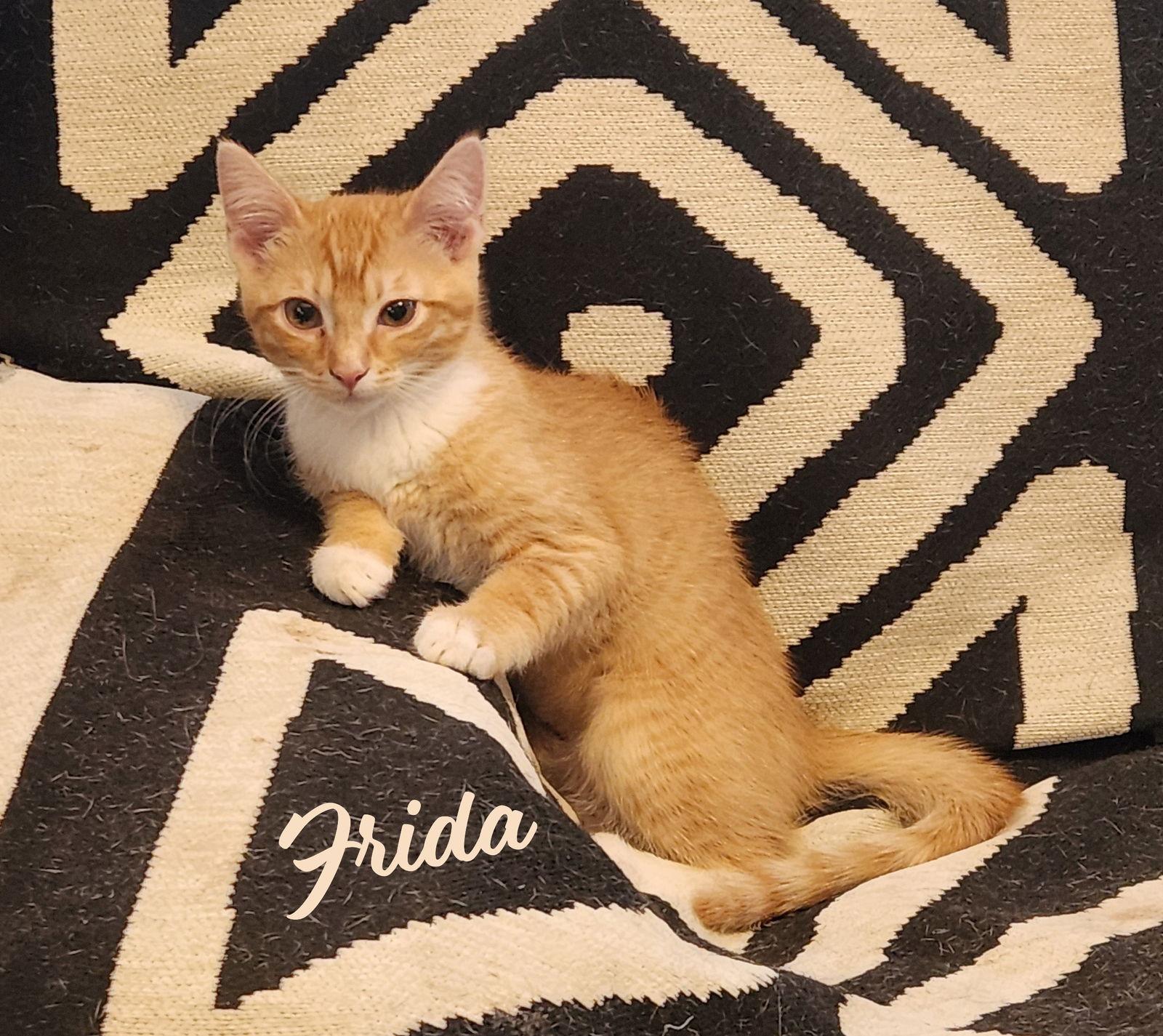 Frida Katlo #artist-colony, Adopted, Kitten Female Tabby & Domestic Medium Hair.