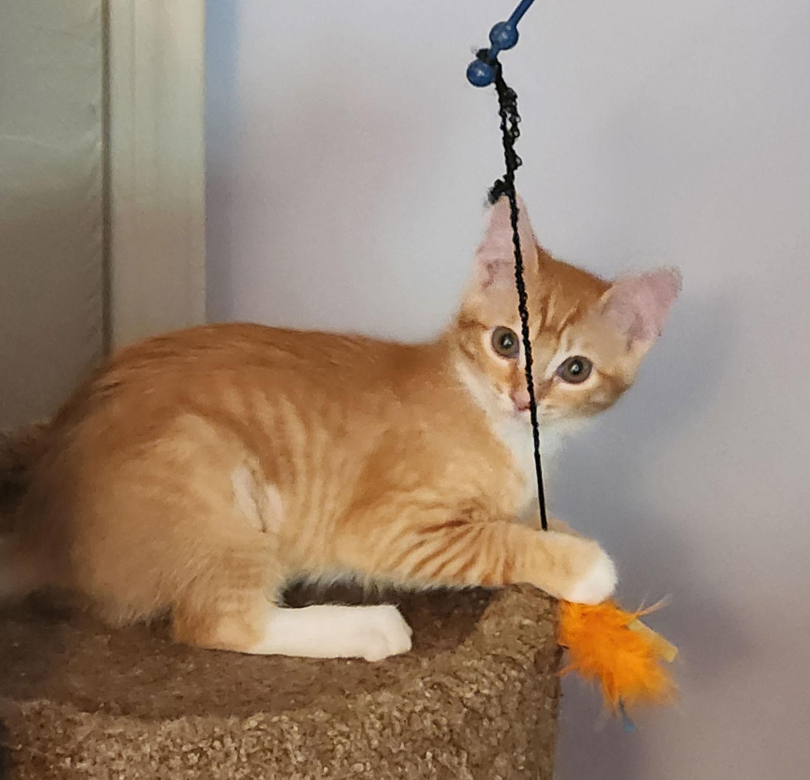 Enlarge Frida Katlo #artist-colony, a Adopted mixed breed in Houston, TX image 2/3