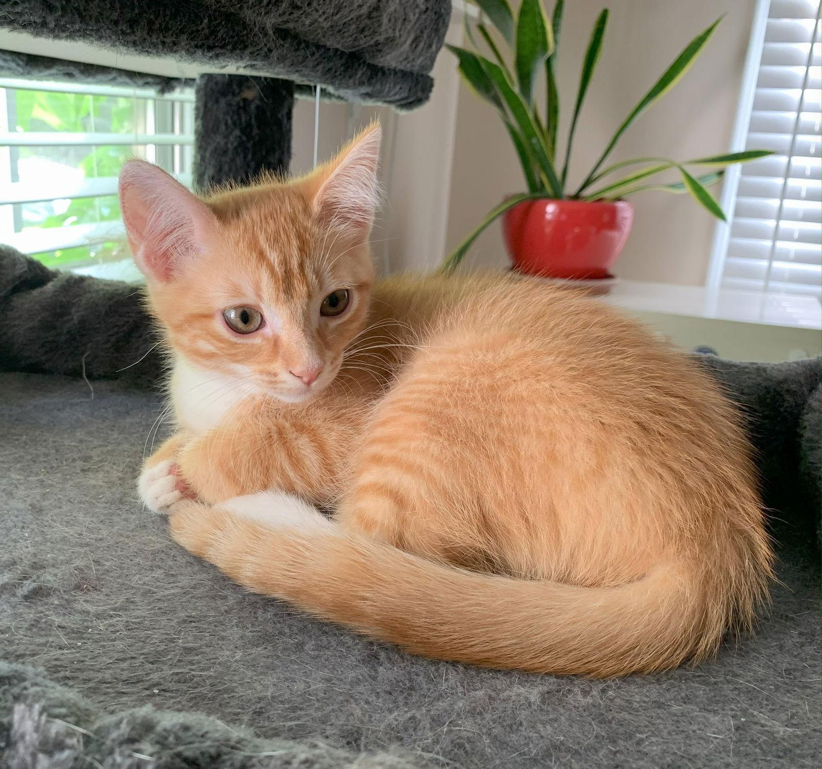 Enlarge Frida Katlo #artist-colony, a Adopted mixed breed in Houston, TX image 3/3