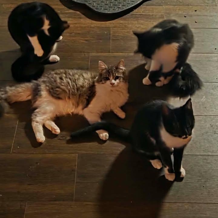 Enlarge Stella, an adopted Domestic Medium Hair in Mabank, TX image 4/4