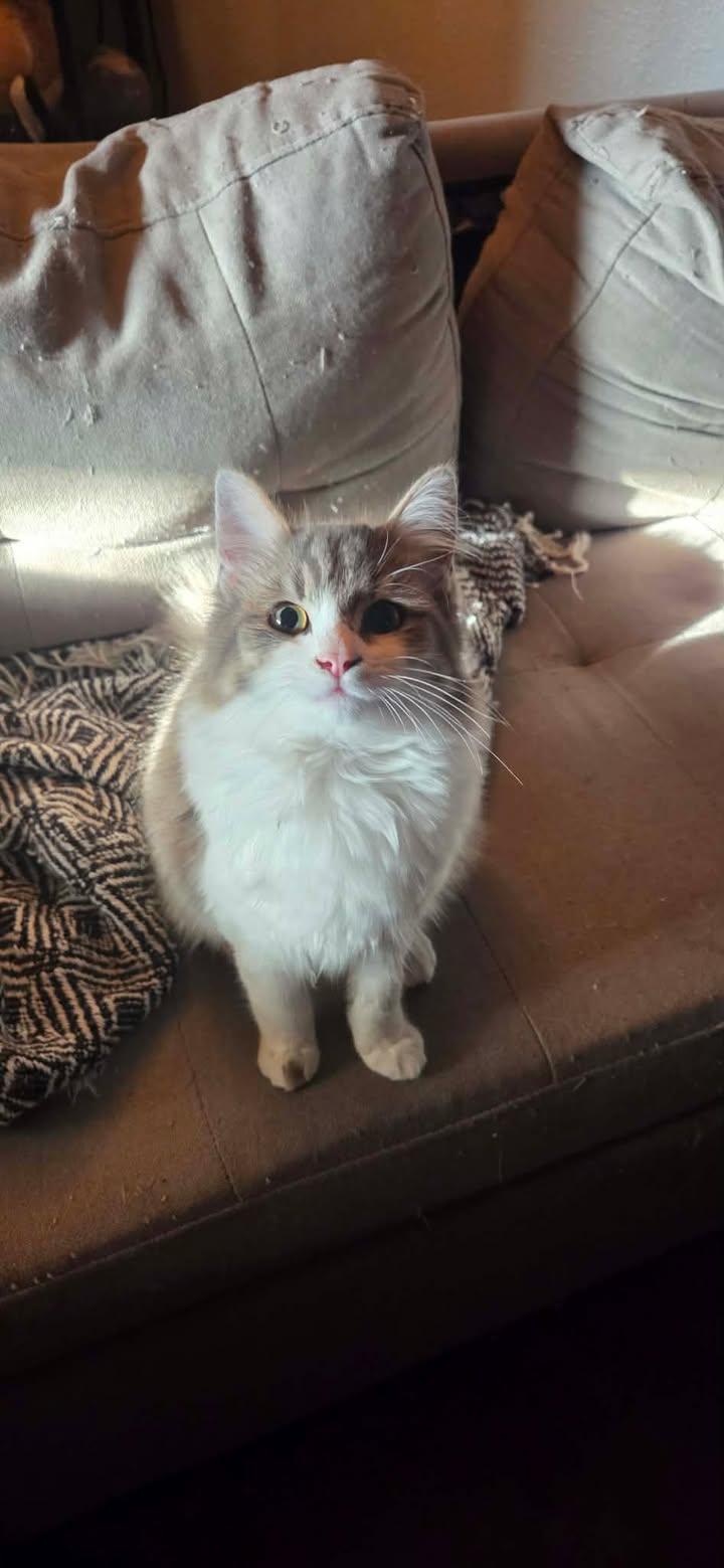 Enlarge Stella, an adopted Domestic Medium Hair in Mabank, TX image 1/4