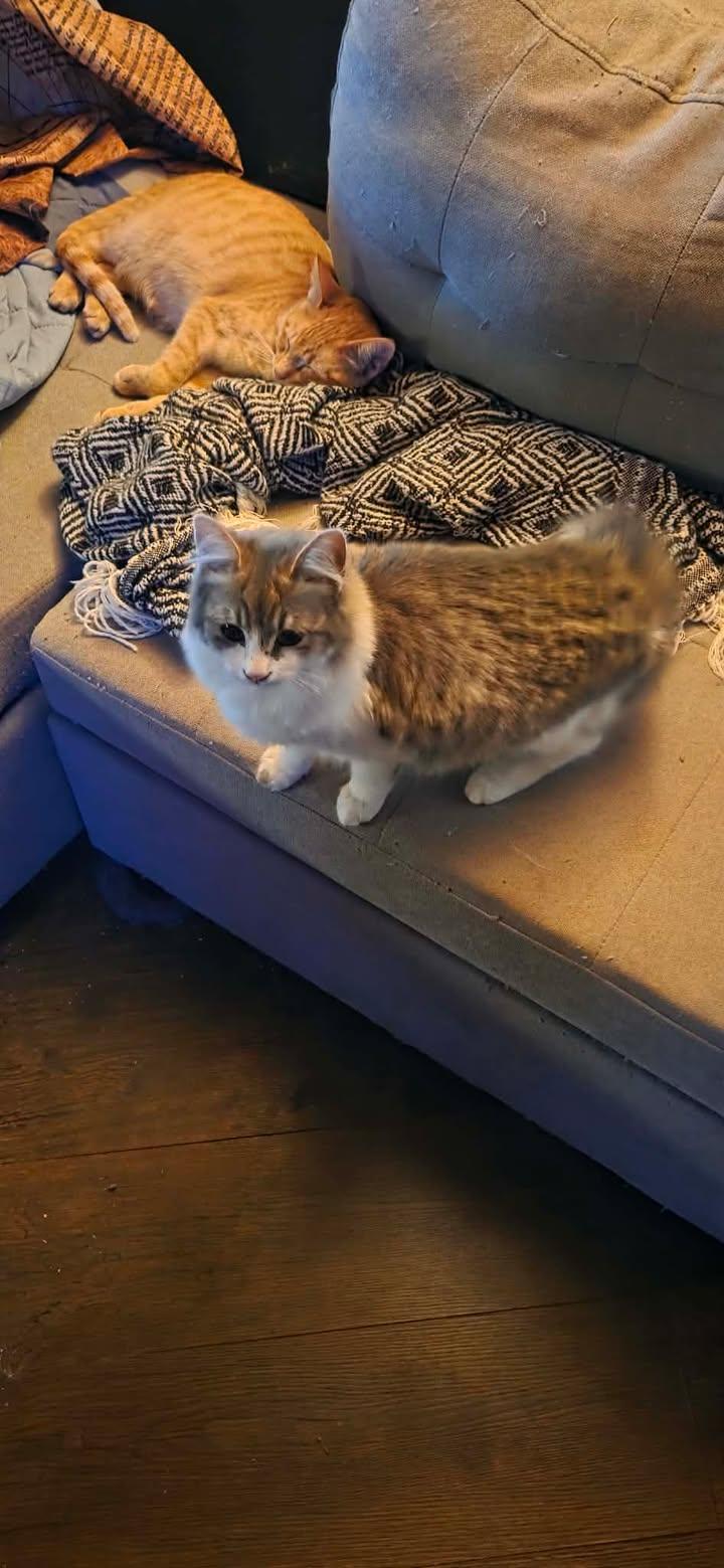 Enlarge Stella, an adopted Domestic Medium Hair in Mabank, TX image 3/4