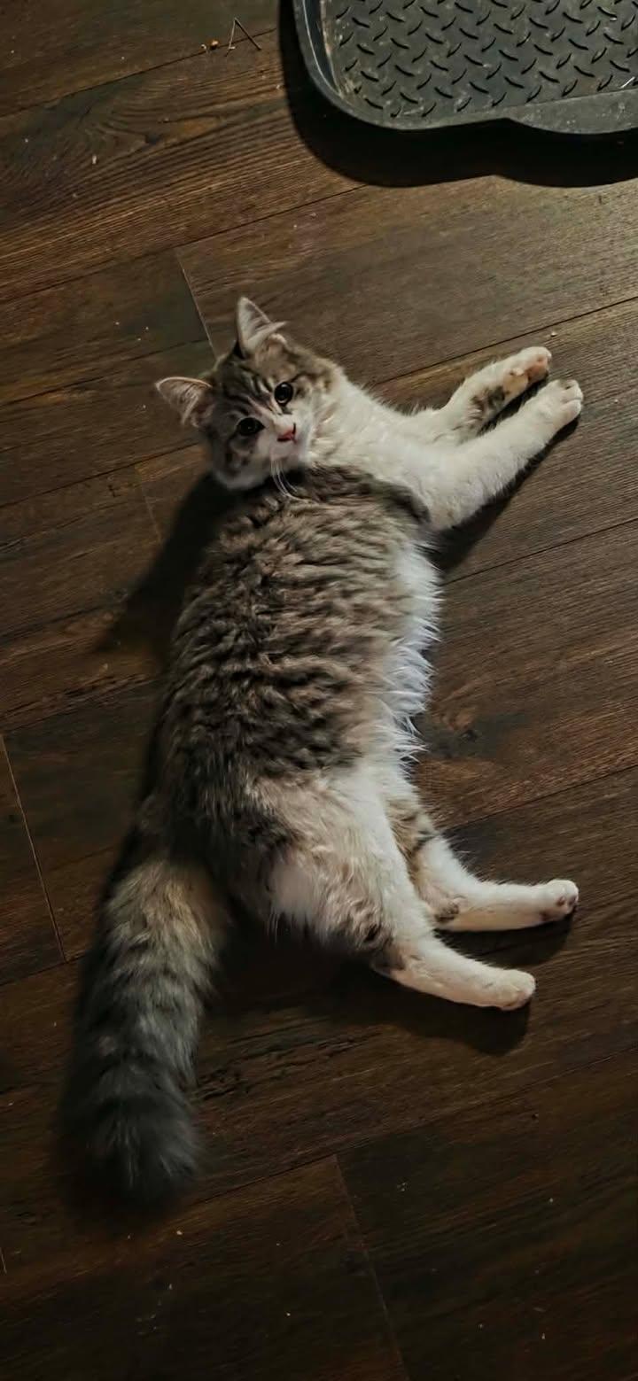 Enlarge Stella, an adopted Domestic Medium Hair in Mabank, TX image 2/4